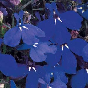 Lobelia erinus Riviera Marine Blau, pilliert