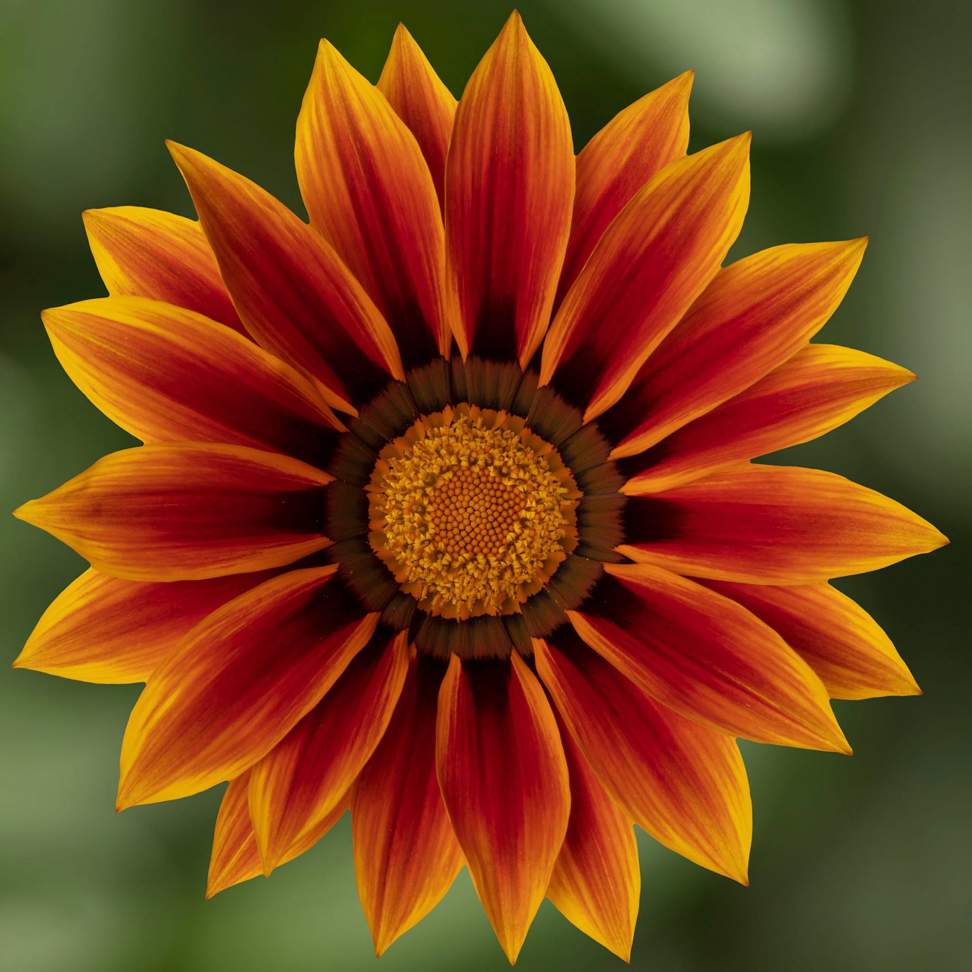 Gazania rigens Kiss Orange Flamme