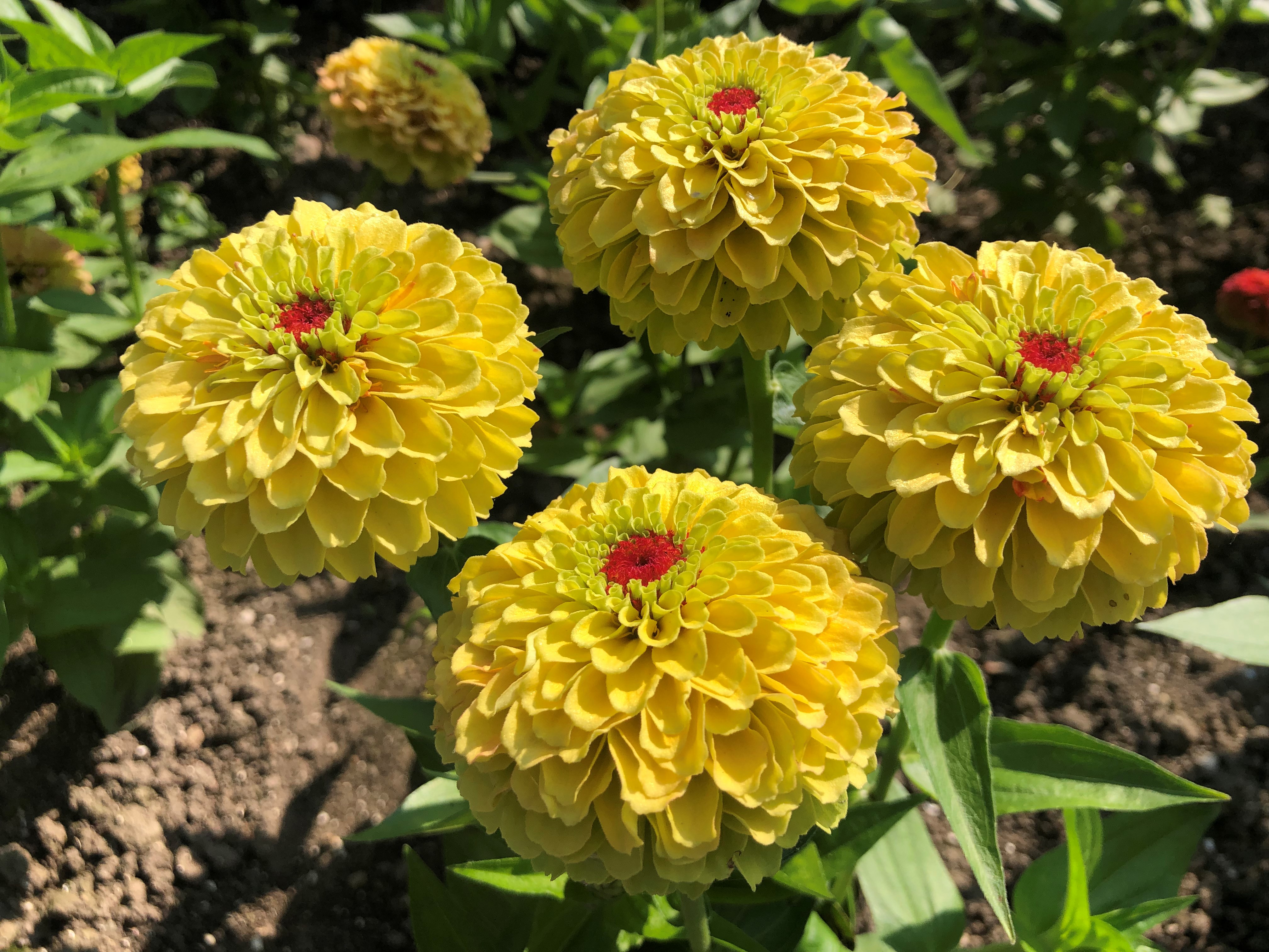 Zinnia elegans Queeny Lemon Peach