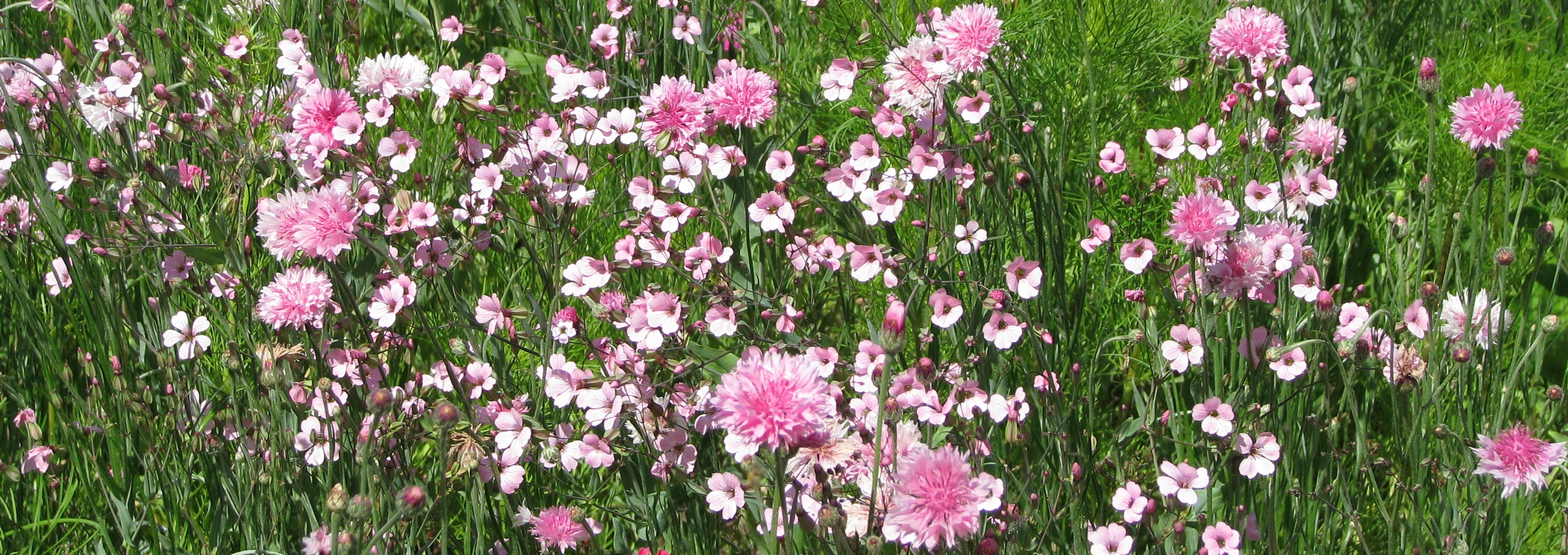 Blumenmischungen Farbton Rosa