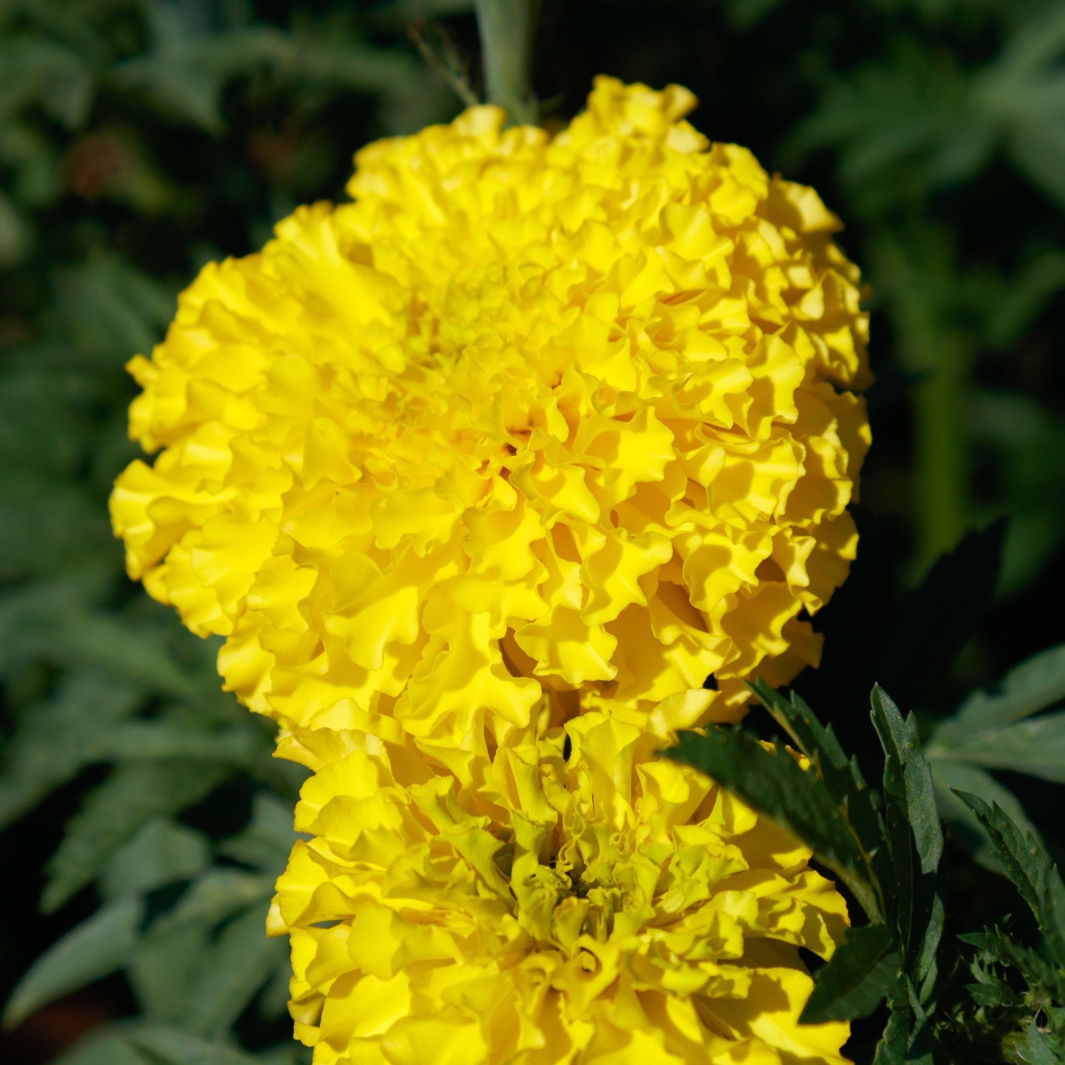 Tagetes erecta F1 Coco Gelb