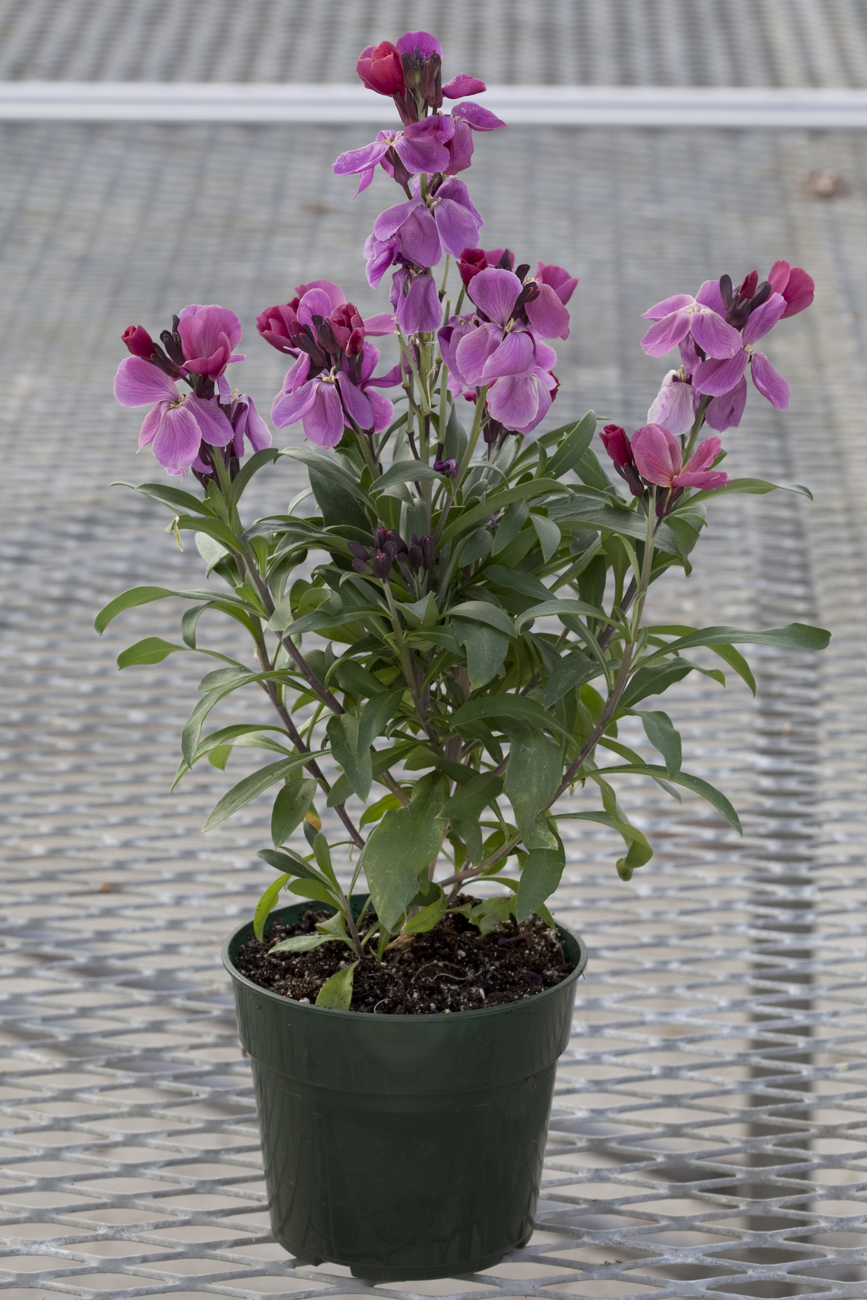 Erysimum cheiri F1 Sugar Rush Purple Bicolor