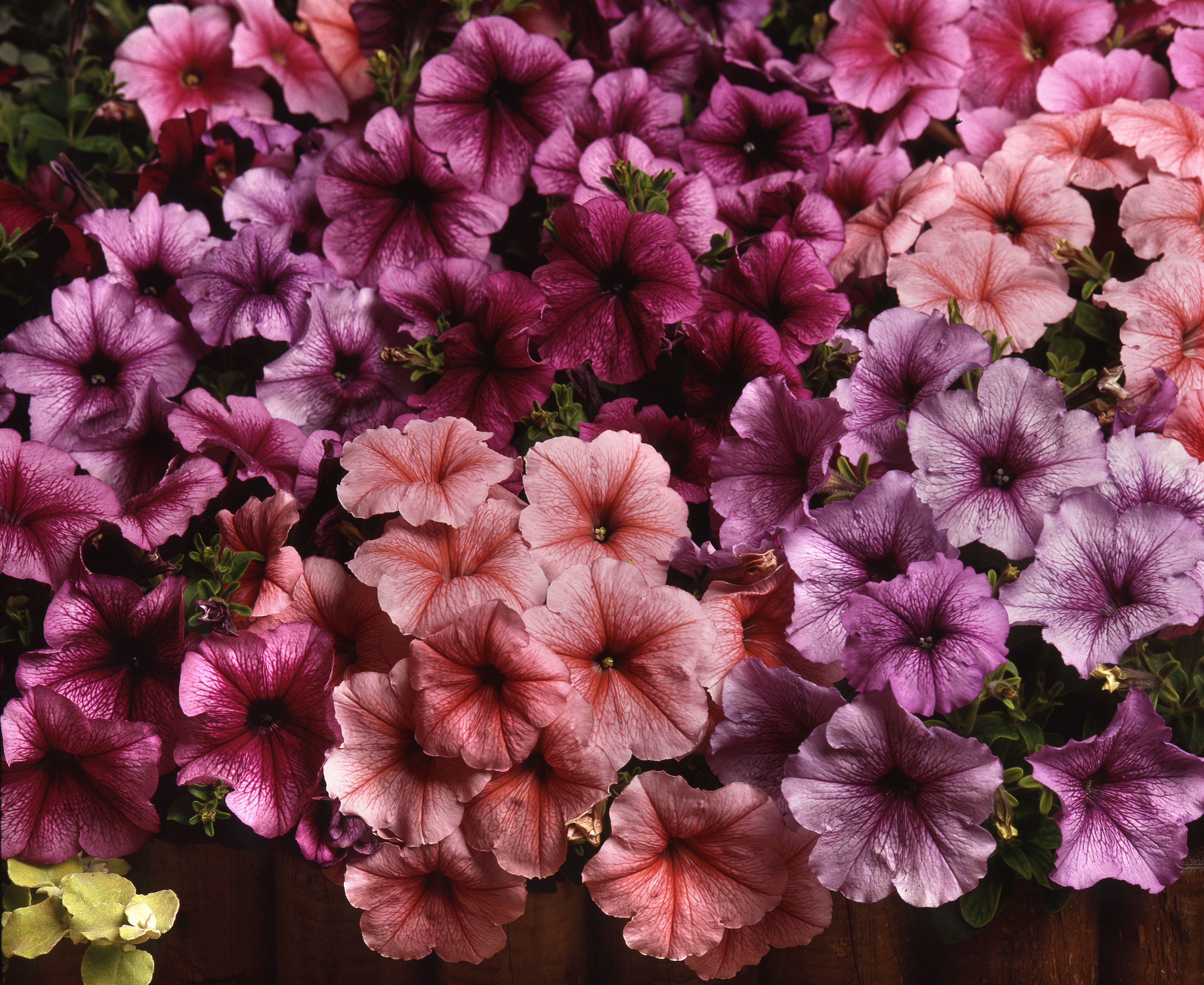 Petunia x hybrida Mirage Mischung