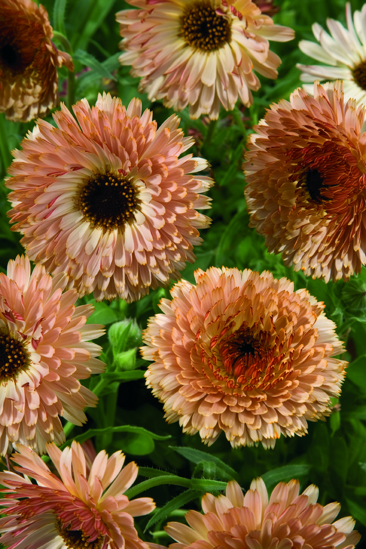 Calendula officinalis Touch of Red Apricot