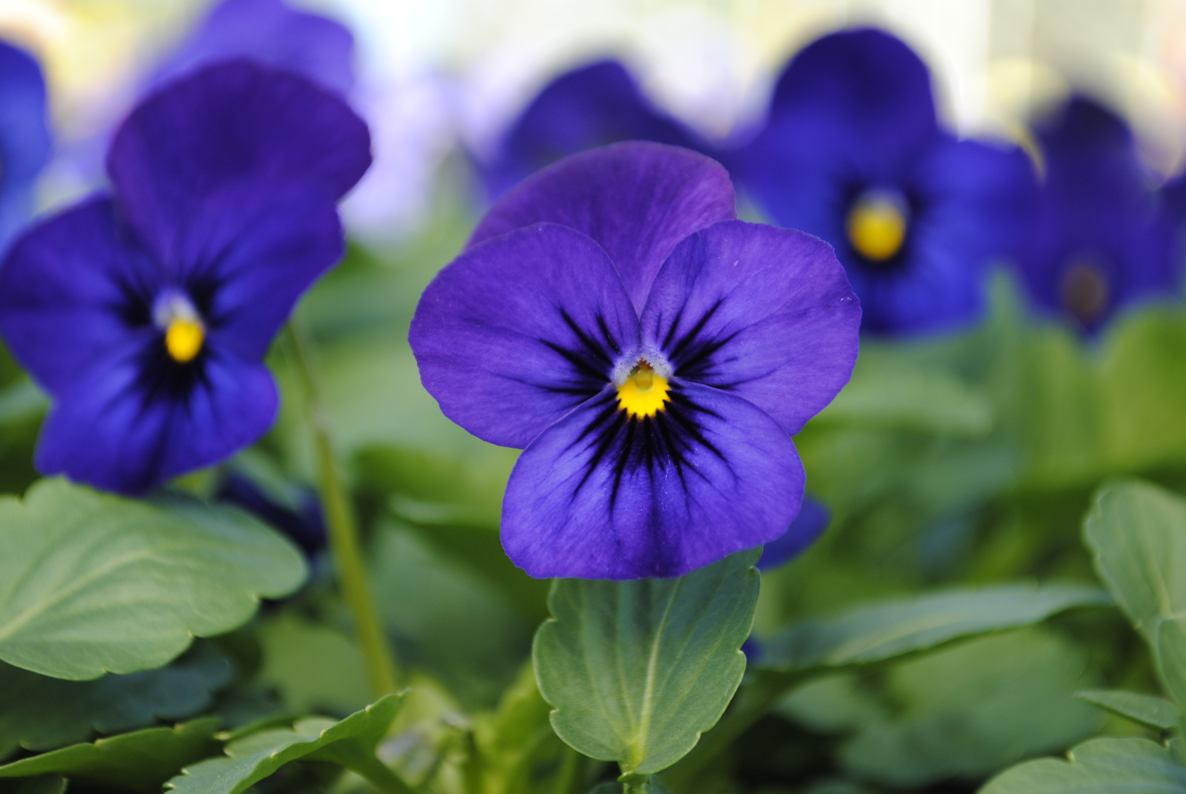 Viola cornuta F1 Sorbet XP Blau mit Auge