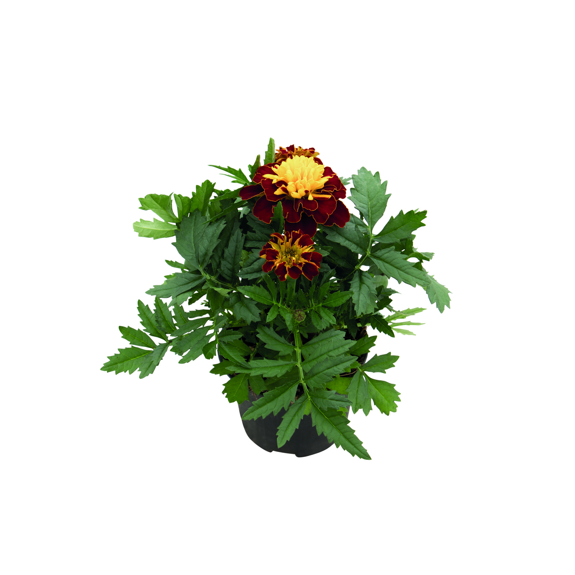 Tagetes patula Super Hero Spry