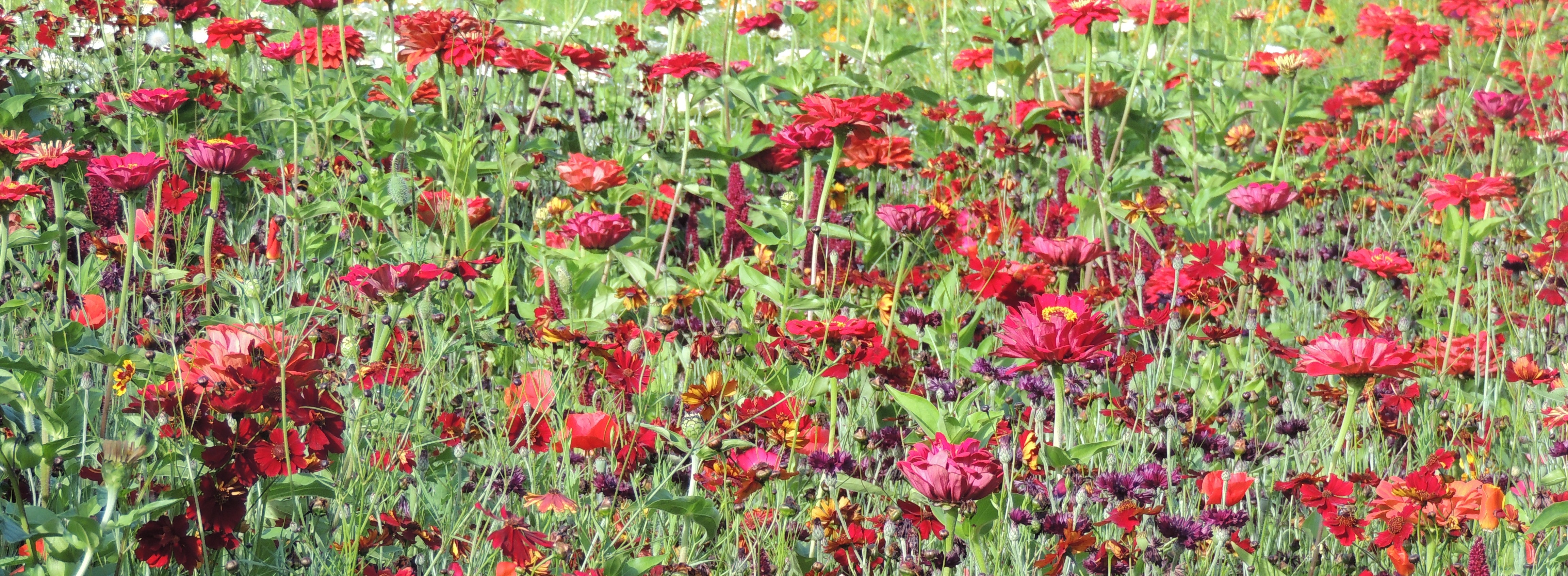 Blumenmischungen Farbton Rot