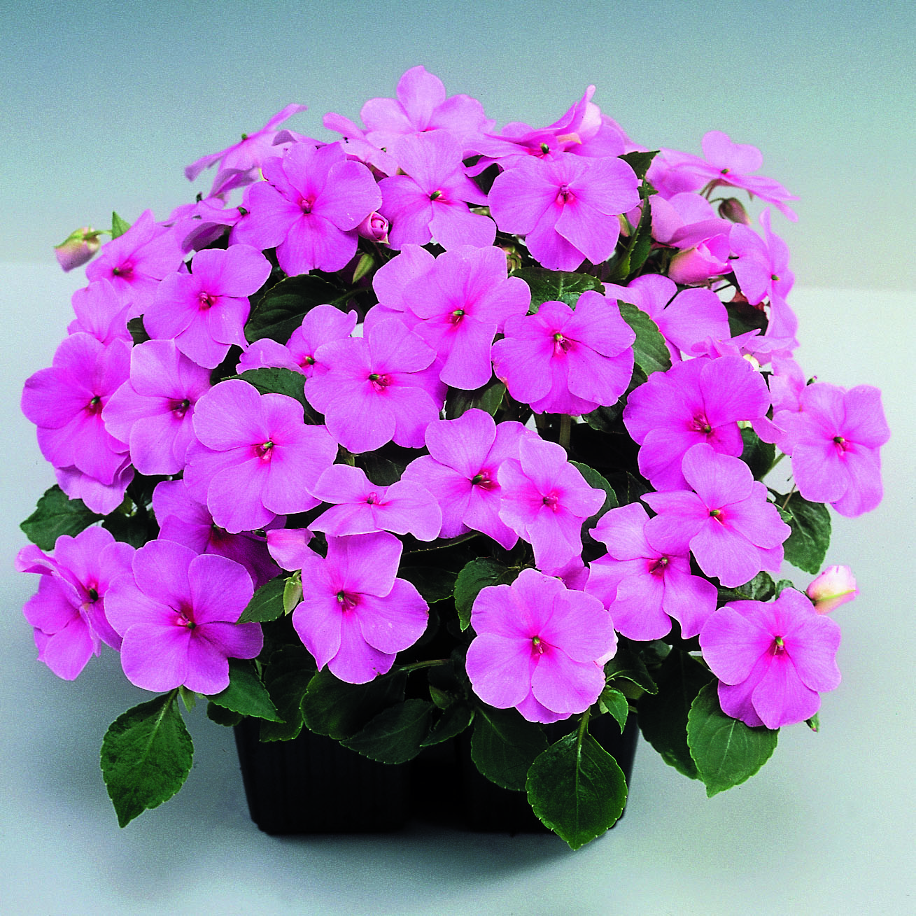 Impatiens walleriana F1 Balance Pink, hellrosa