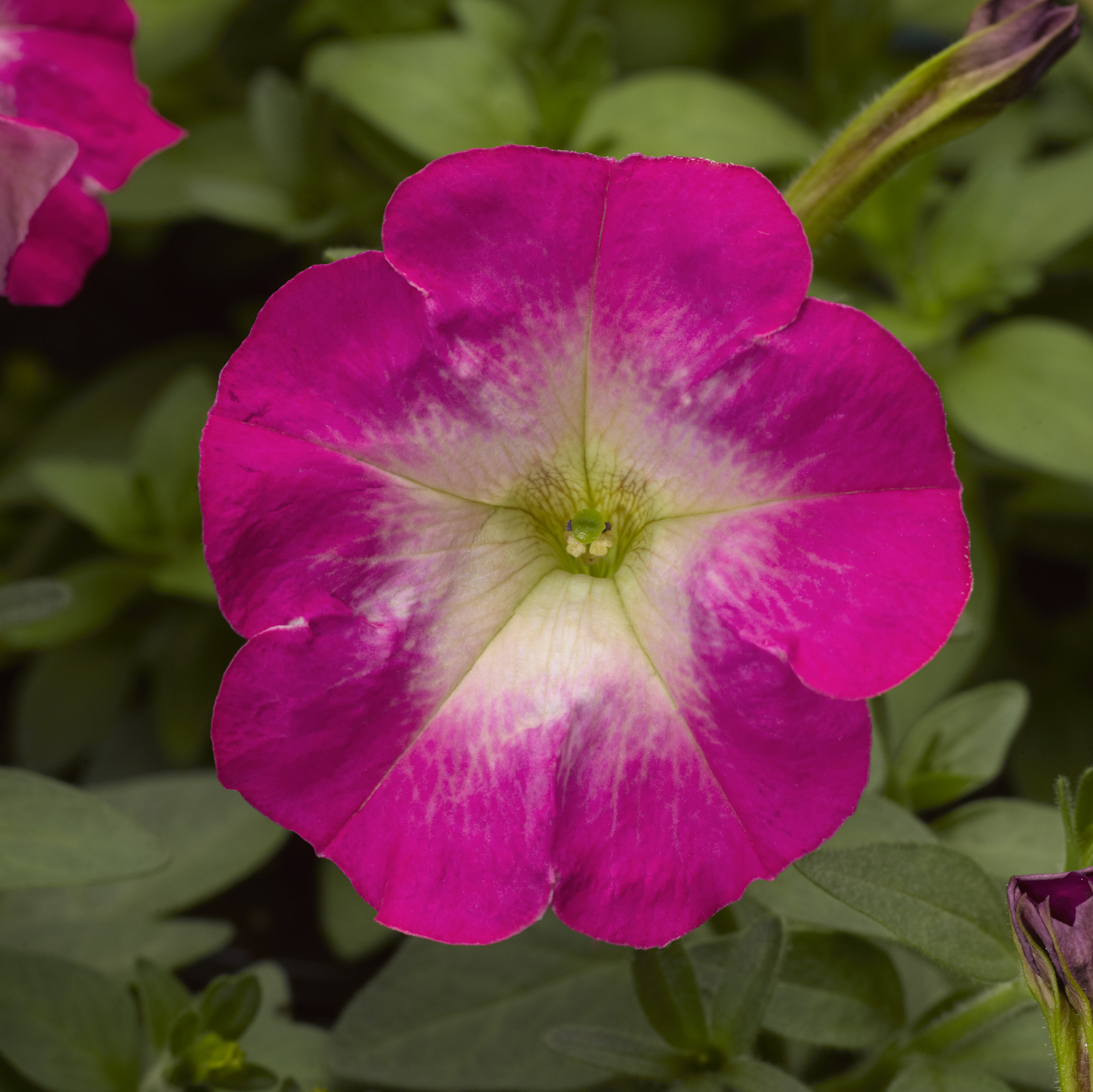 Petunia milliflora F1 Picobella Pink Morn, pilliert