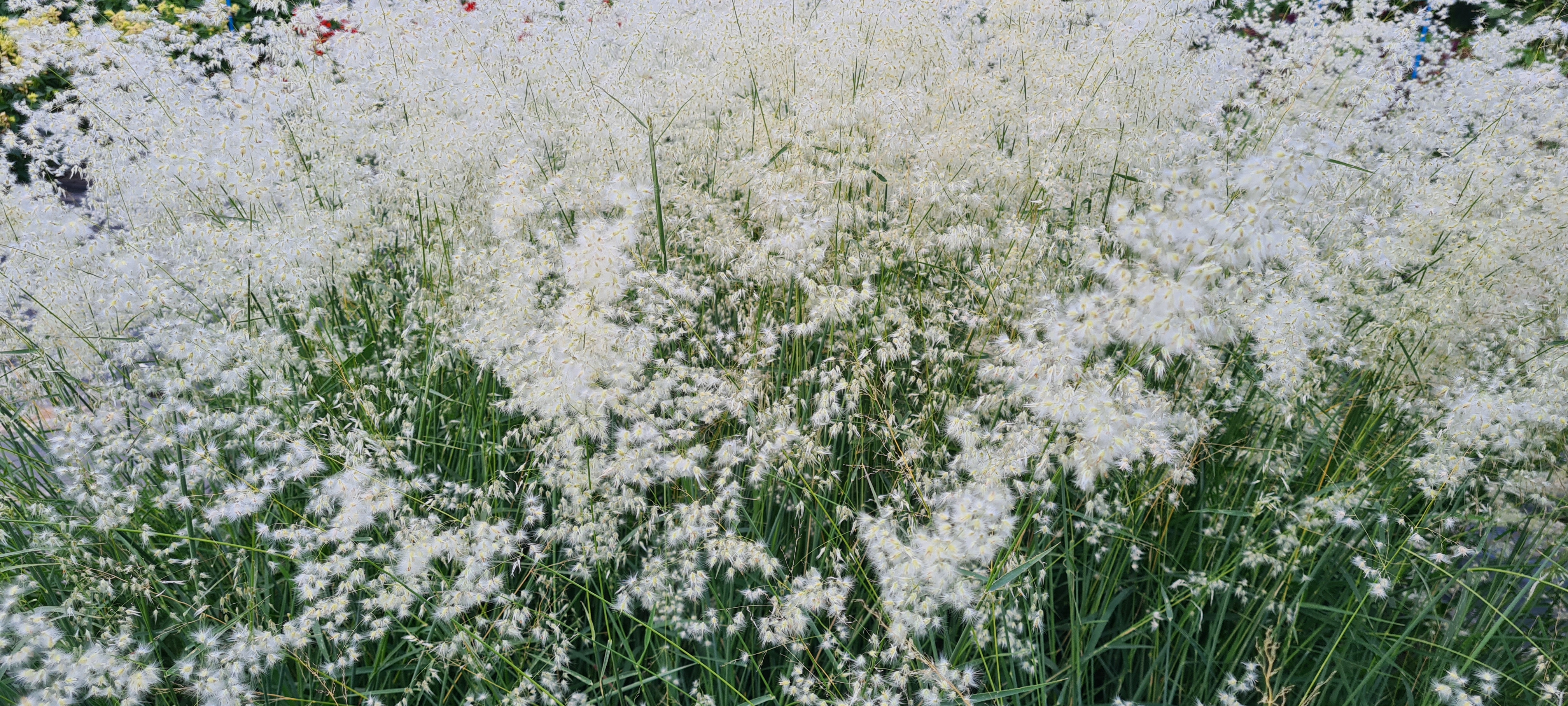 Melinis minutiflora Silver Queen