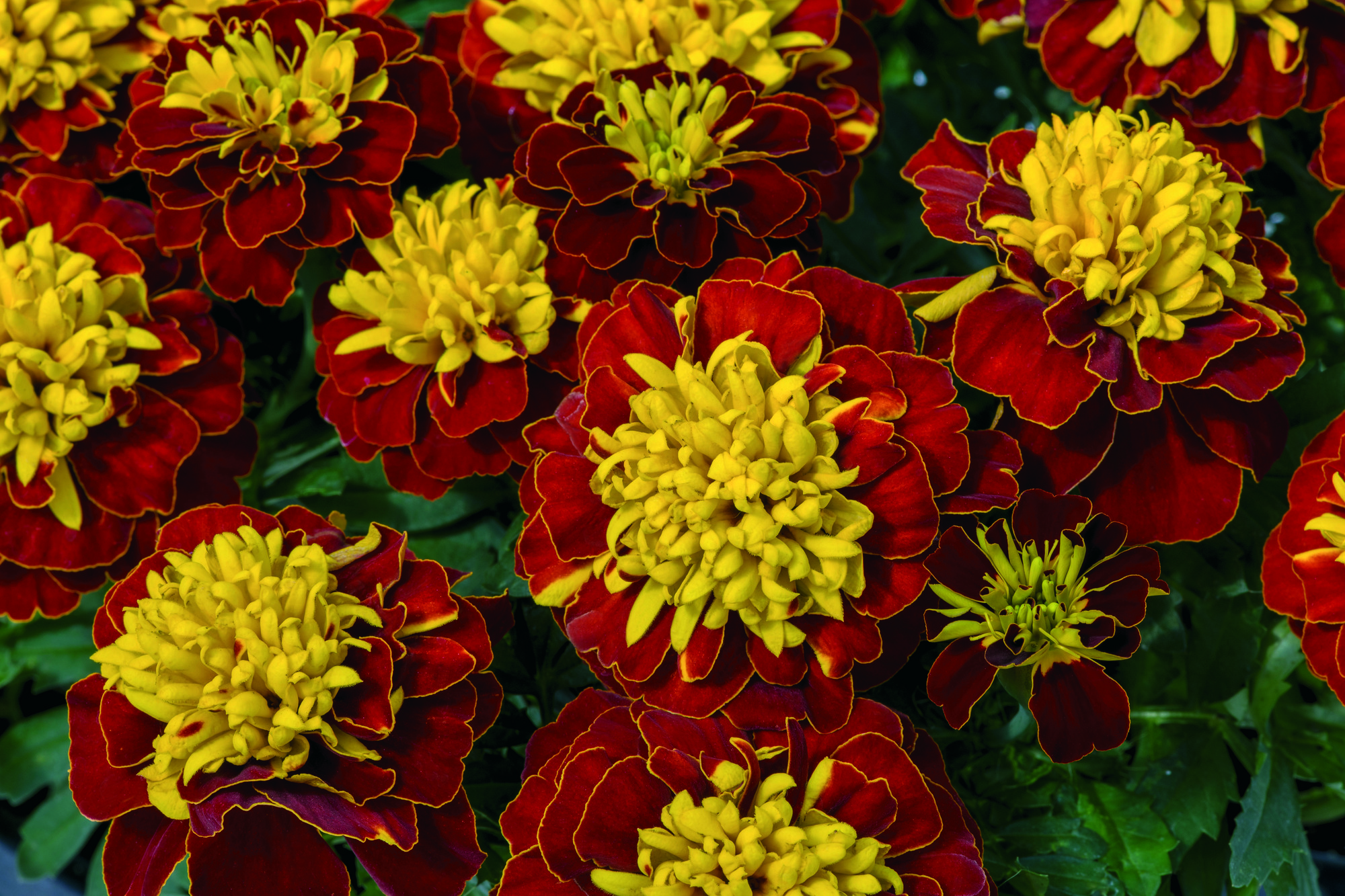 Tagetes patula Super Hero Spry