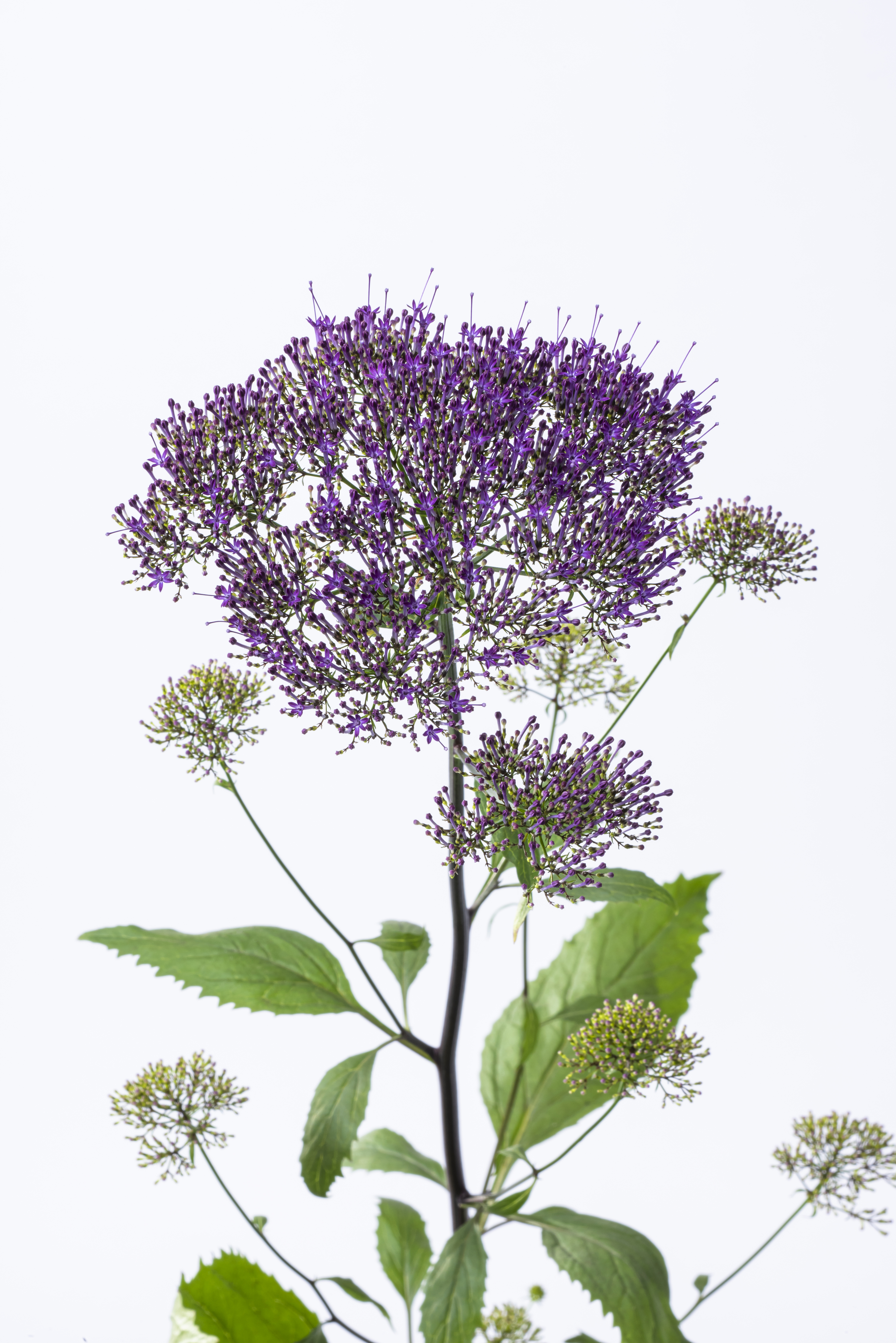 Trachelium caeruleum Lake Michigan Violett, pilliert