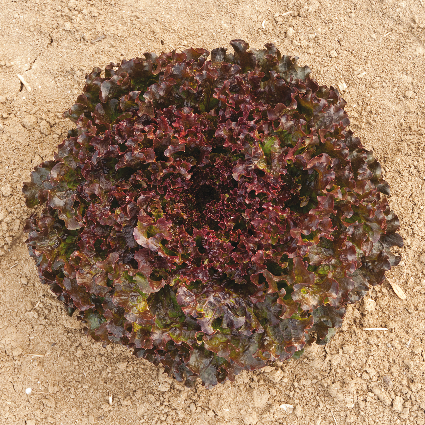 Bataviasalat Naide, Erdtopfpillen