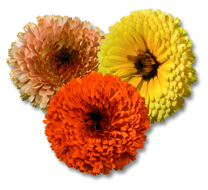 Calendula officinalis Touch of Red Mix