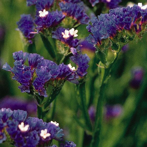 Limonium Pacific Midnight Blue