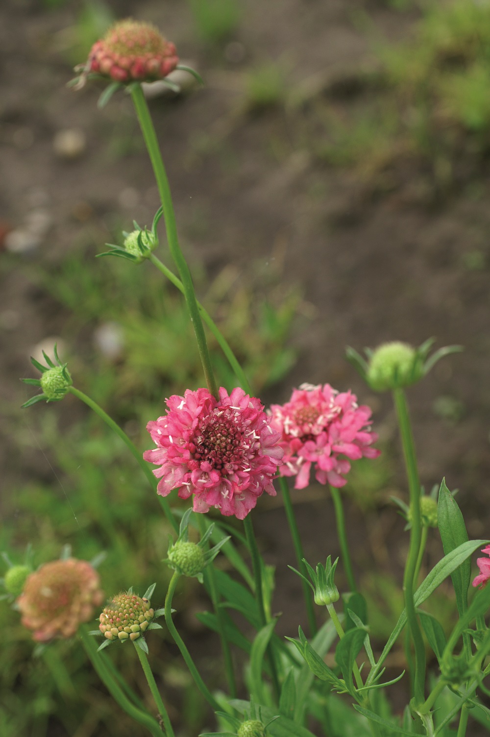 Scabiosa atropurpurea QIS Salmon Pink