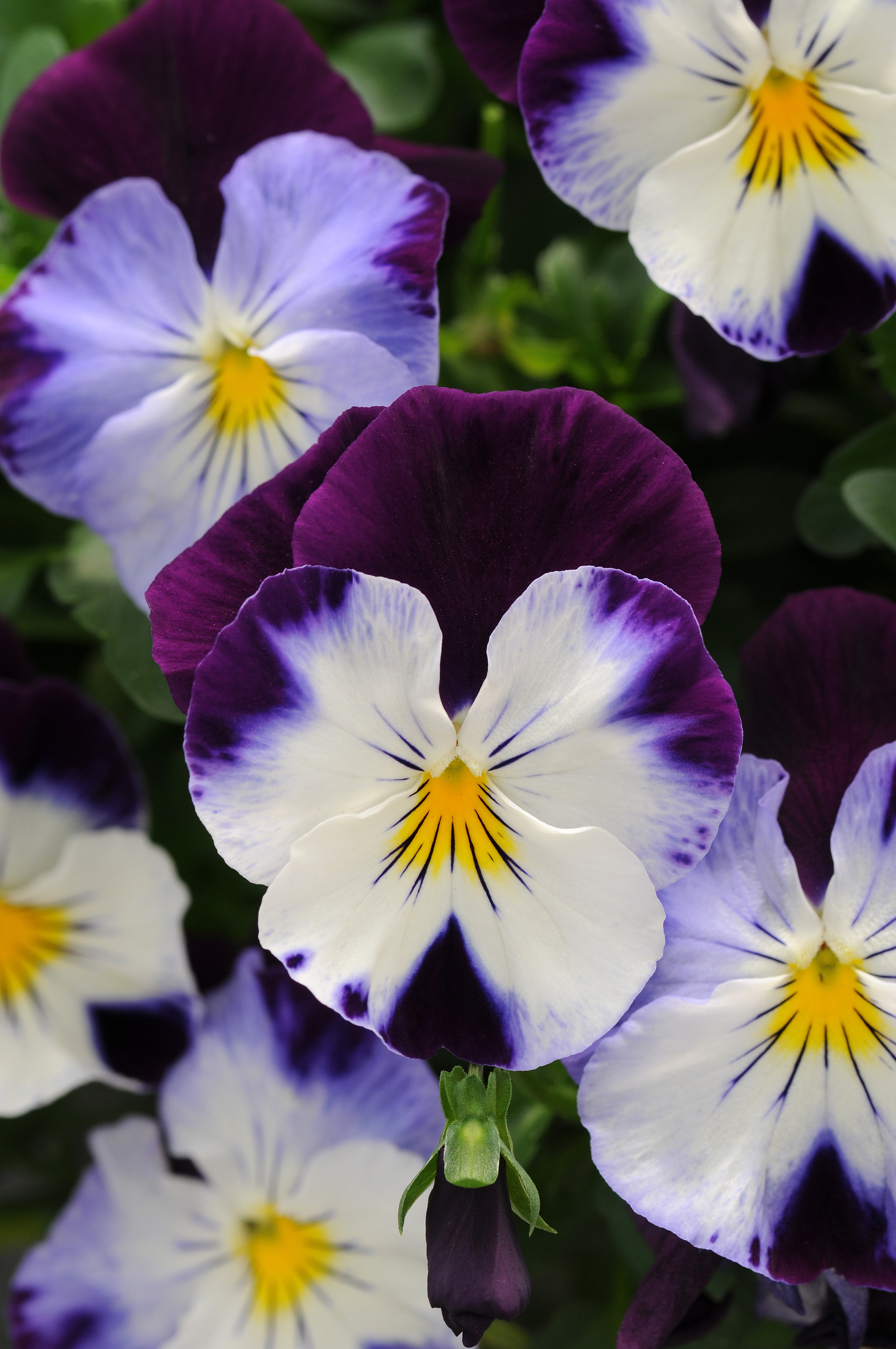 Viola wittrockiana  F1 Cool Wave Violet Wing