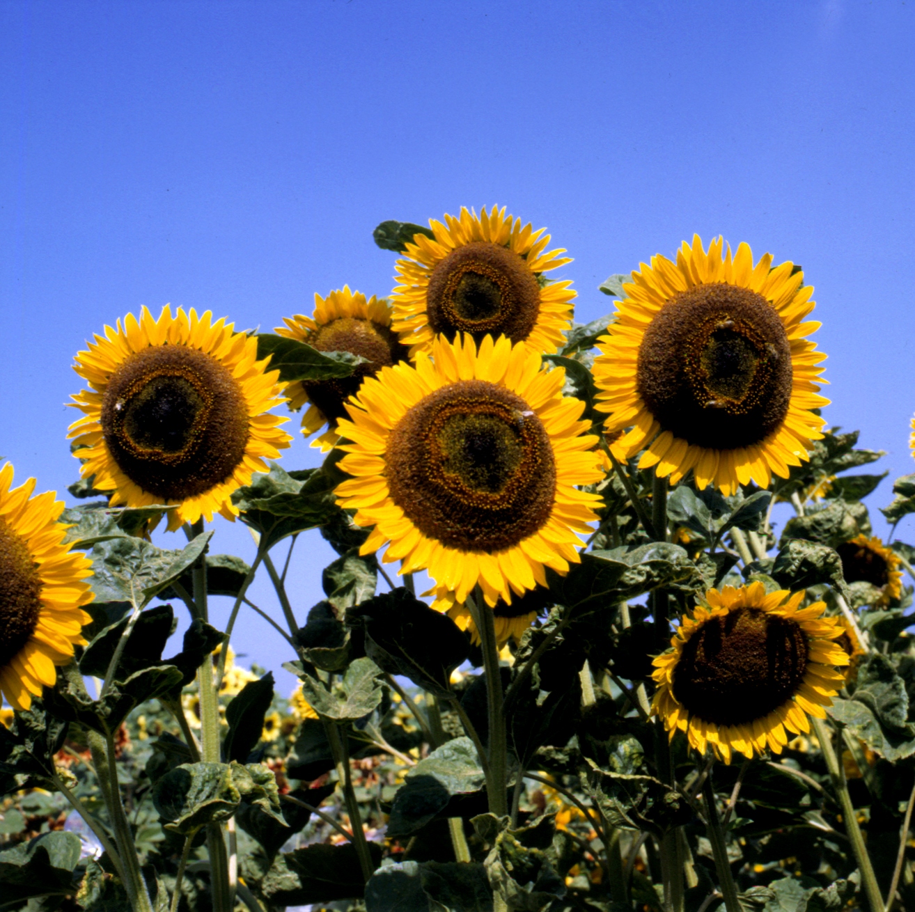 Helianthus annuus Italo