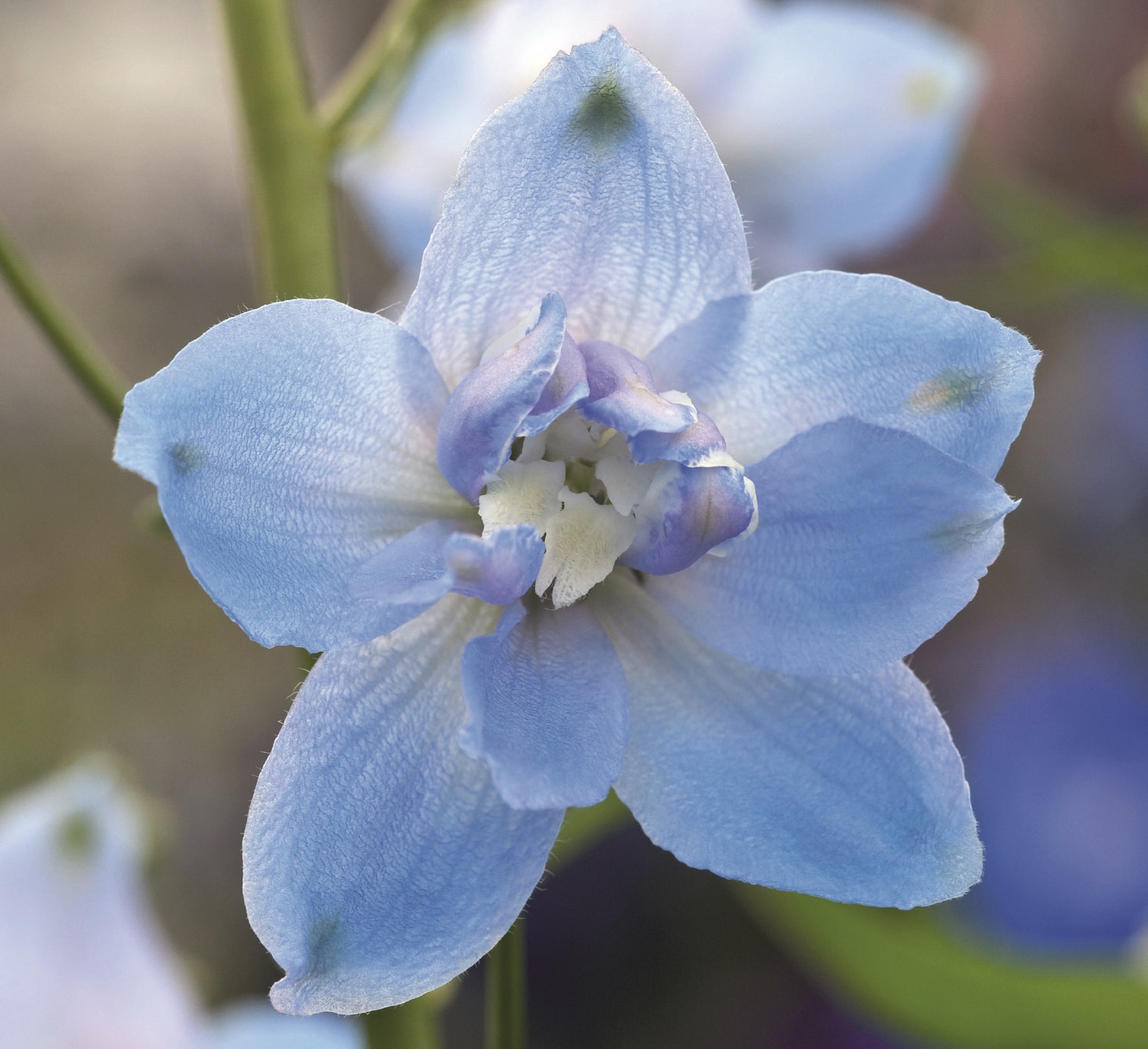 Delpinium grandiflorum  Magic Fountains Hellblau mit weißer Biene