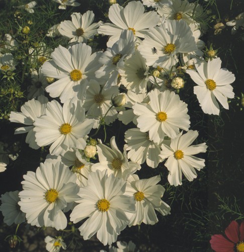 Cosmos Versailles Weiß