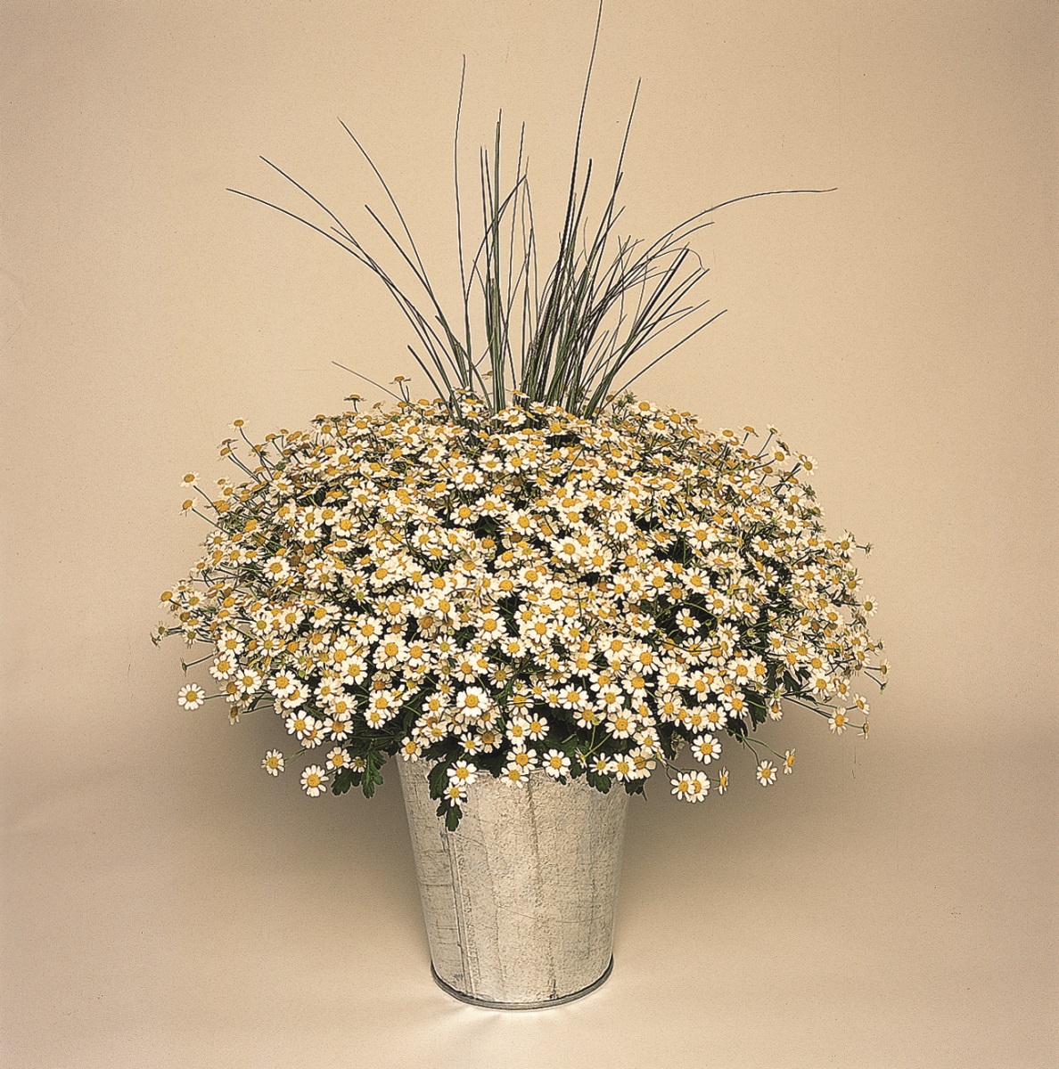 Chrysanthemum parthenium Vegmo Single, pilliert