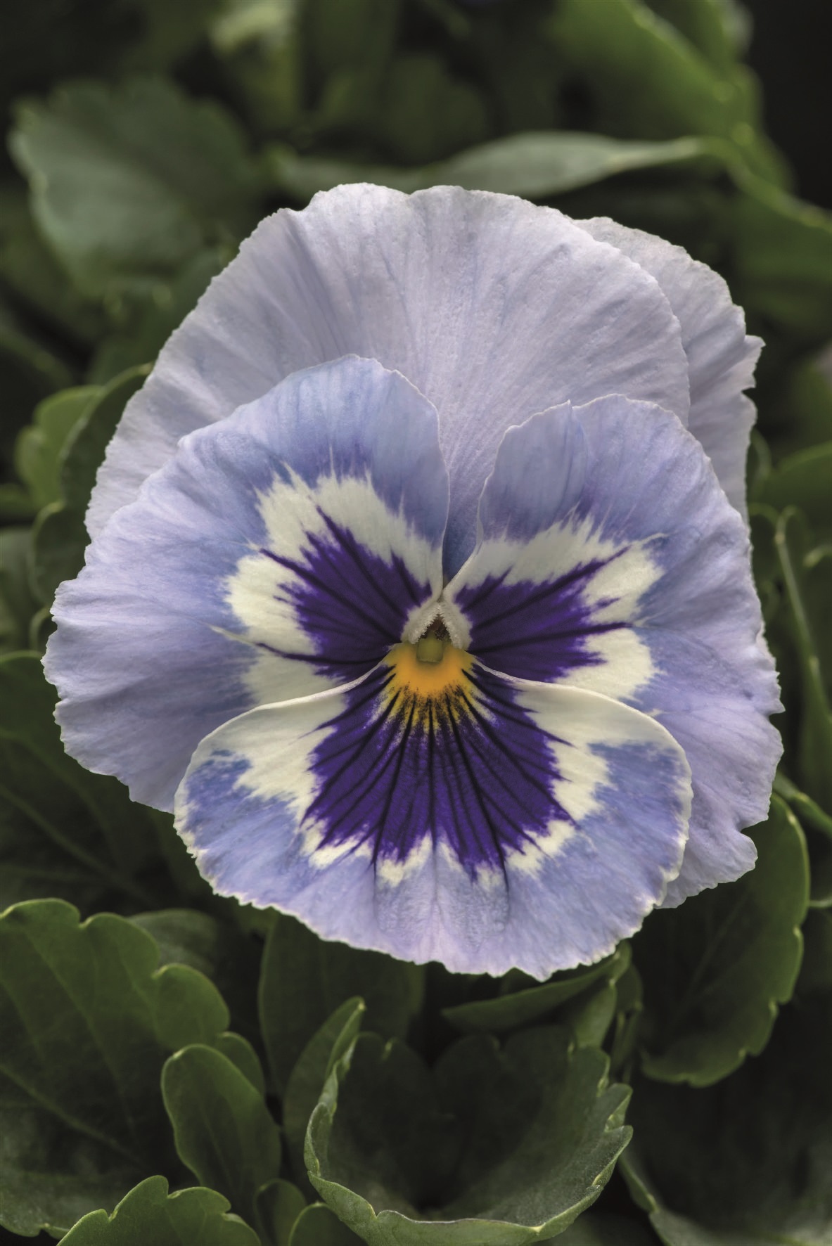 Viola wittrockiana F1 Inspire Plus Marina