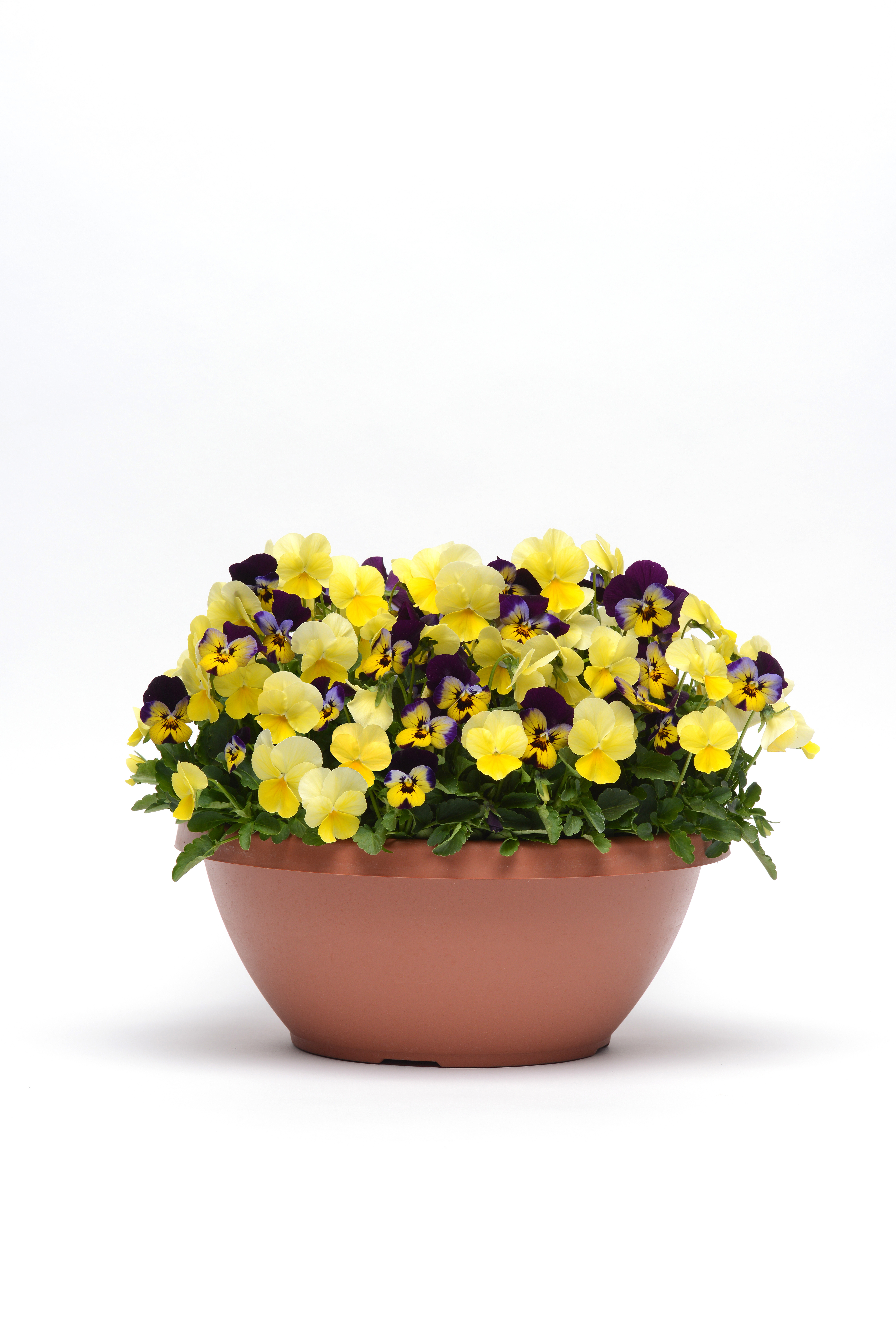 Viola cornuta F1 Sorbet Lemon Chiffon