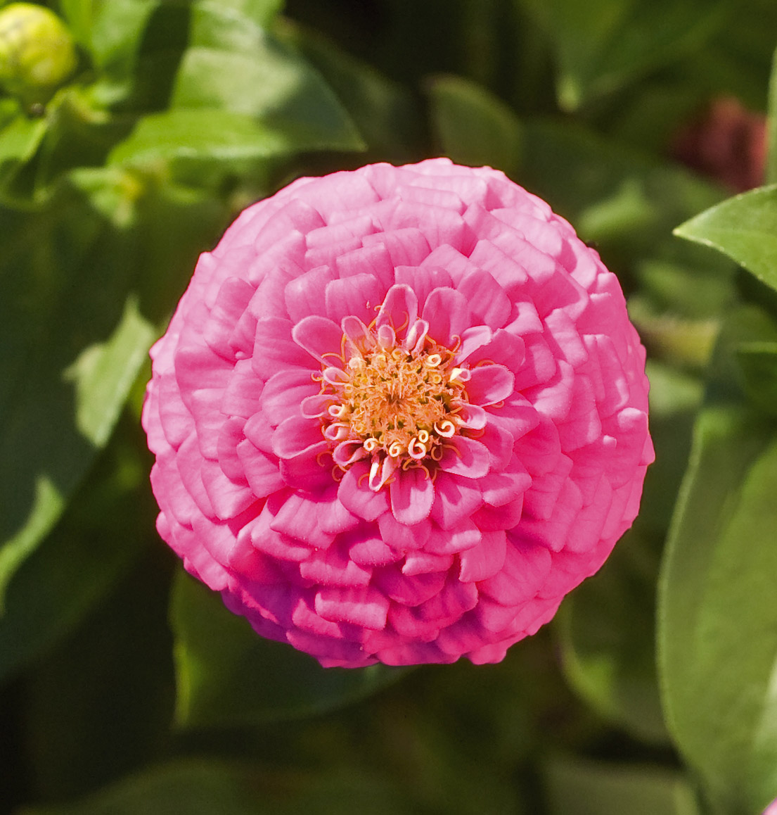 Zinnia elegans Liliput Dunkelrosa