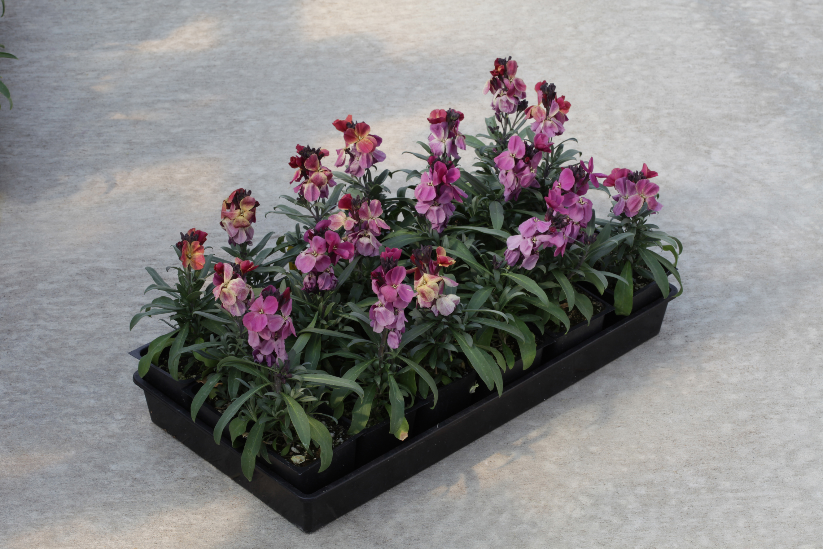 Erysimum cheiri F1 Sugar Rush Purple Bicolor