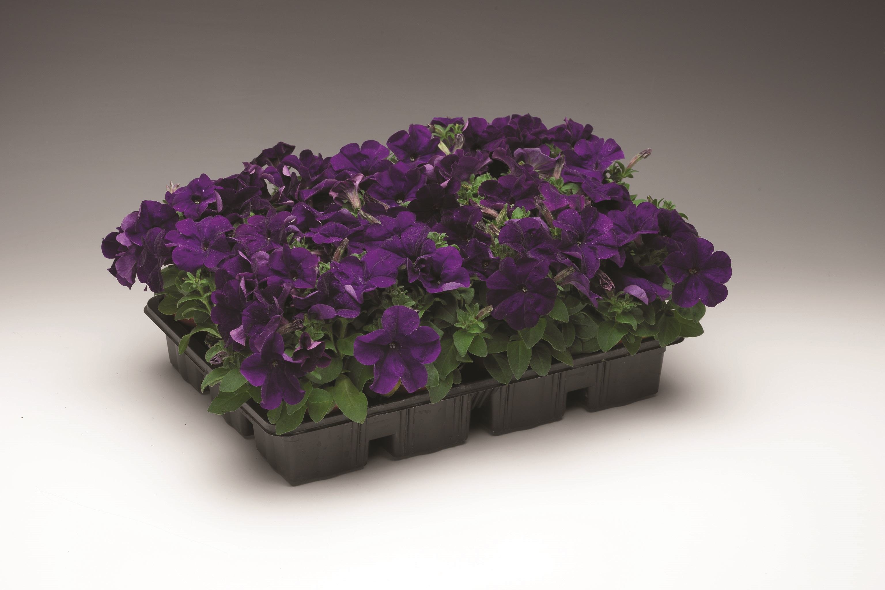 Petunia multiflora F1 Hurrah Blau, pilliert