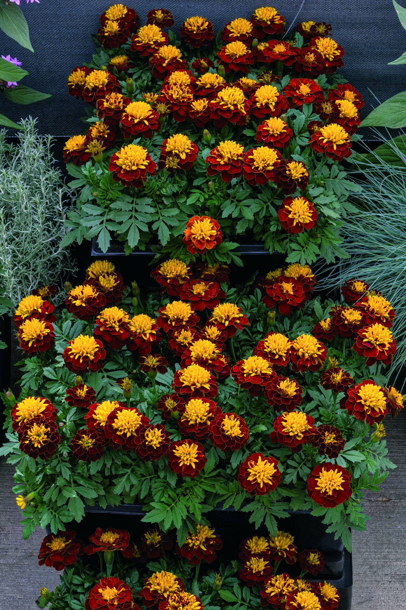 Tagetes patula Super Hero Spry