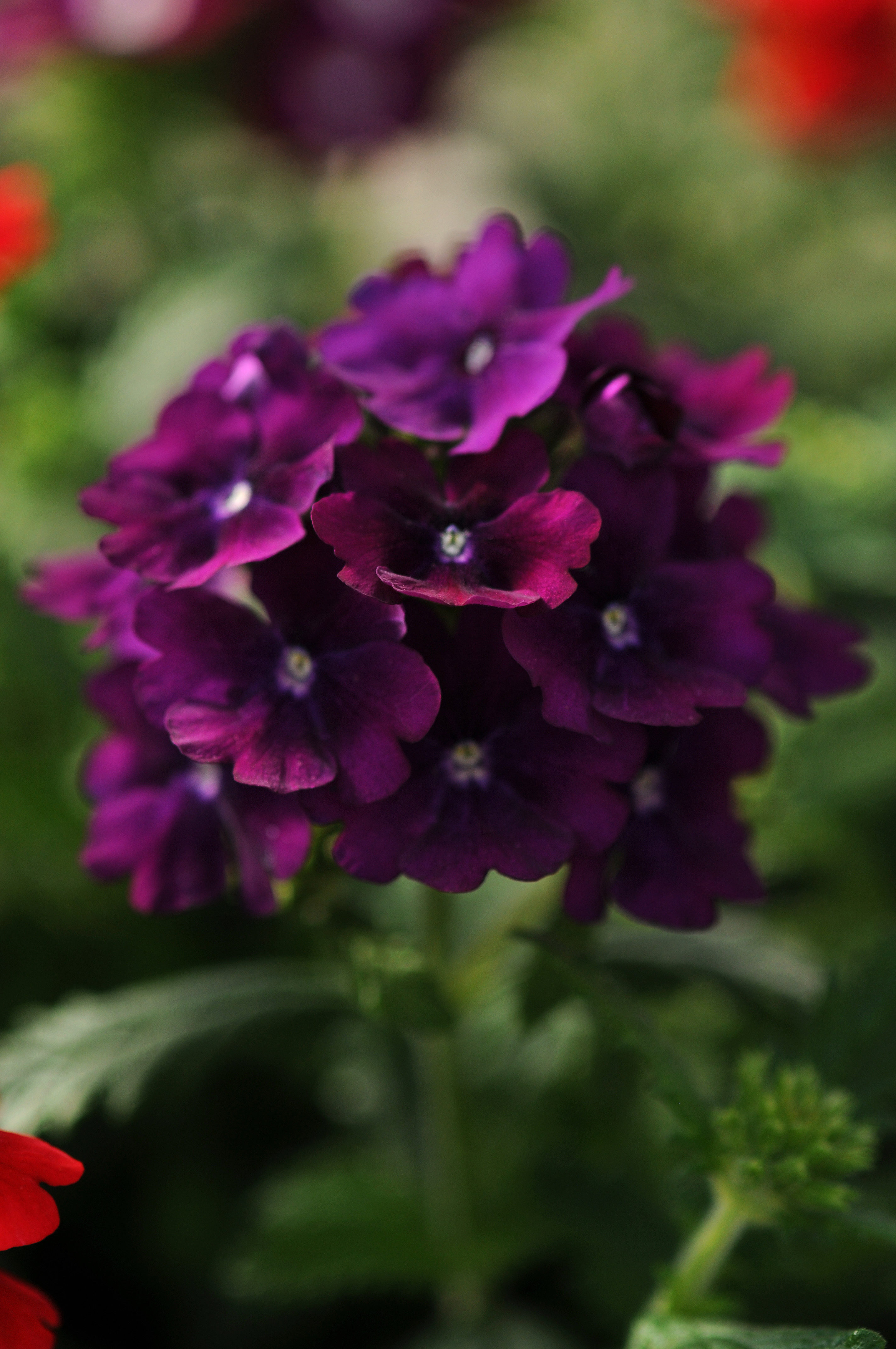 Verbena Quartz XP Violett