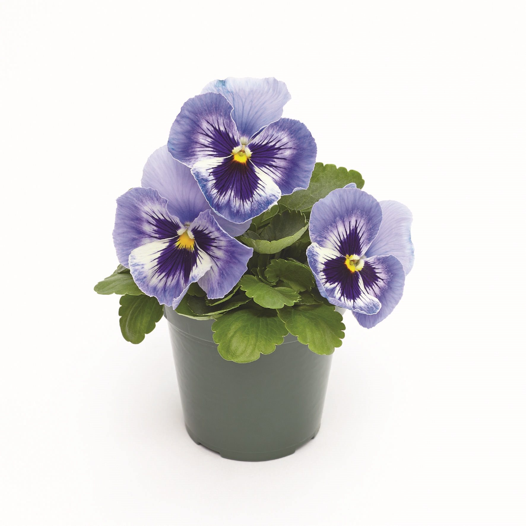 Viola wittrockiana F1 Inspire Plus Marina