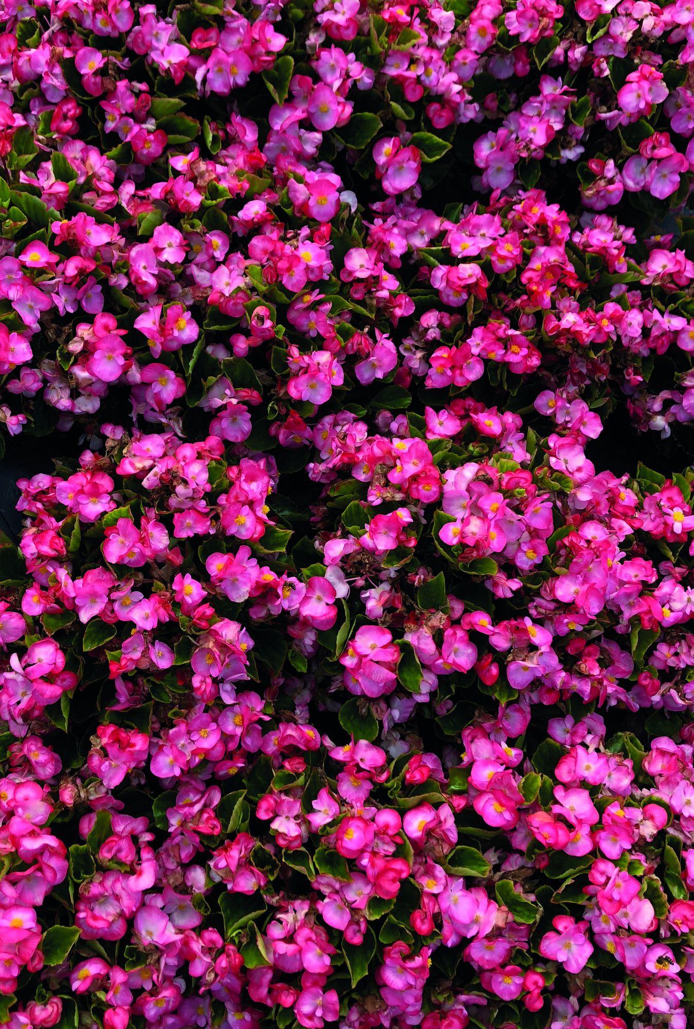 Begonia semperflorens F1 Super Cool Blush, pilliert
