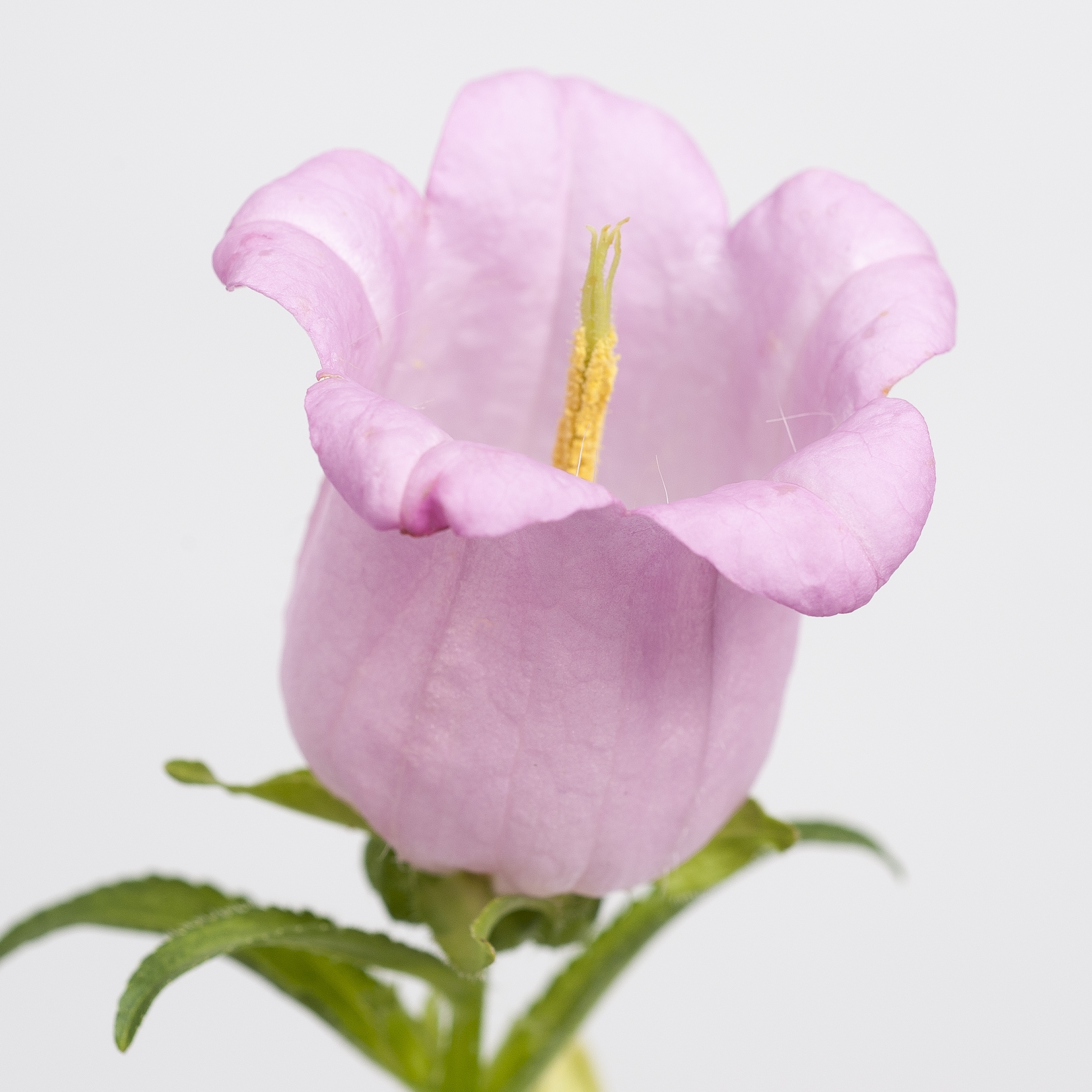 Campanula medium F1 Champion Rosa, pilliert
