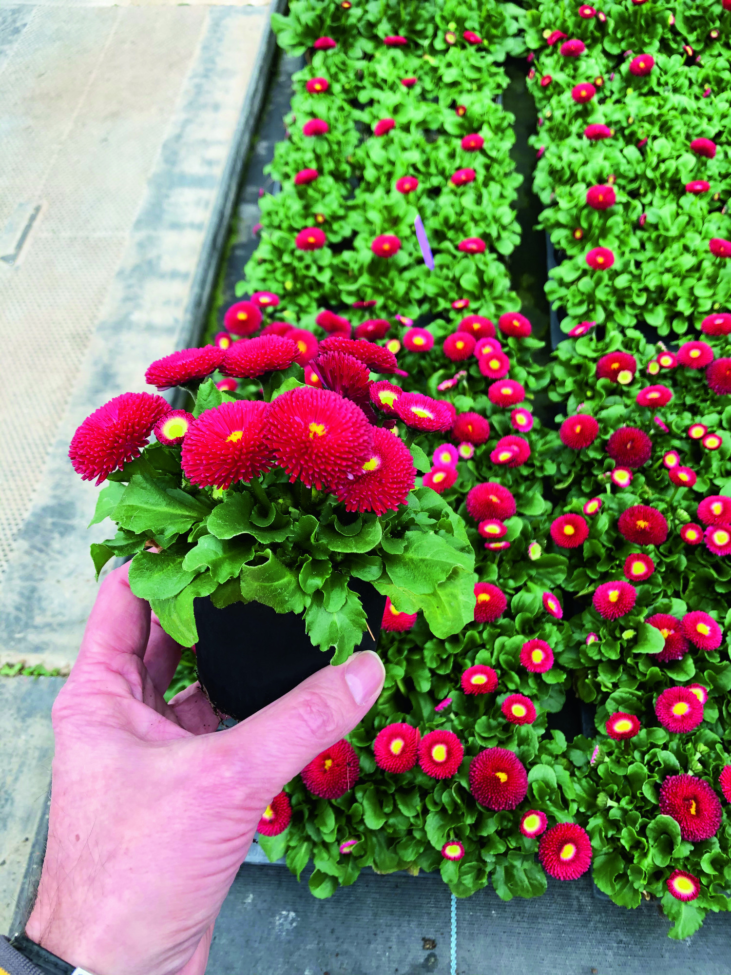 Bellis perennis Bella Daisy Rot, pilliert