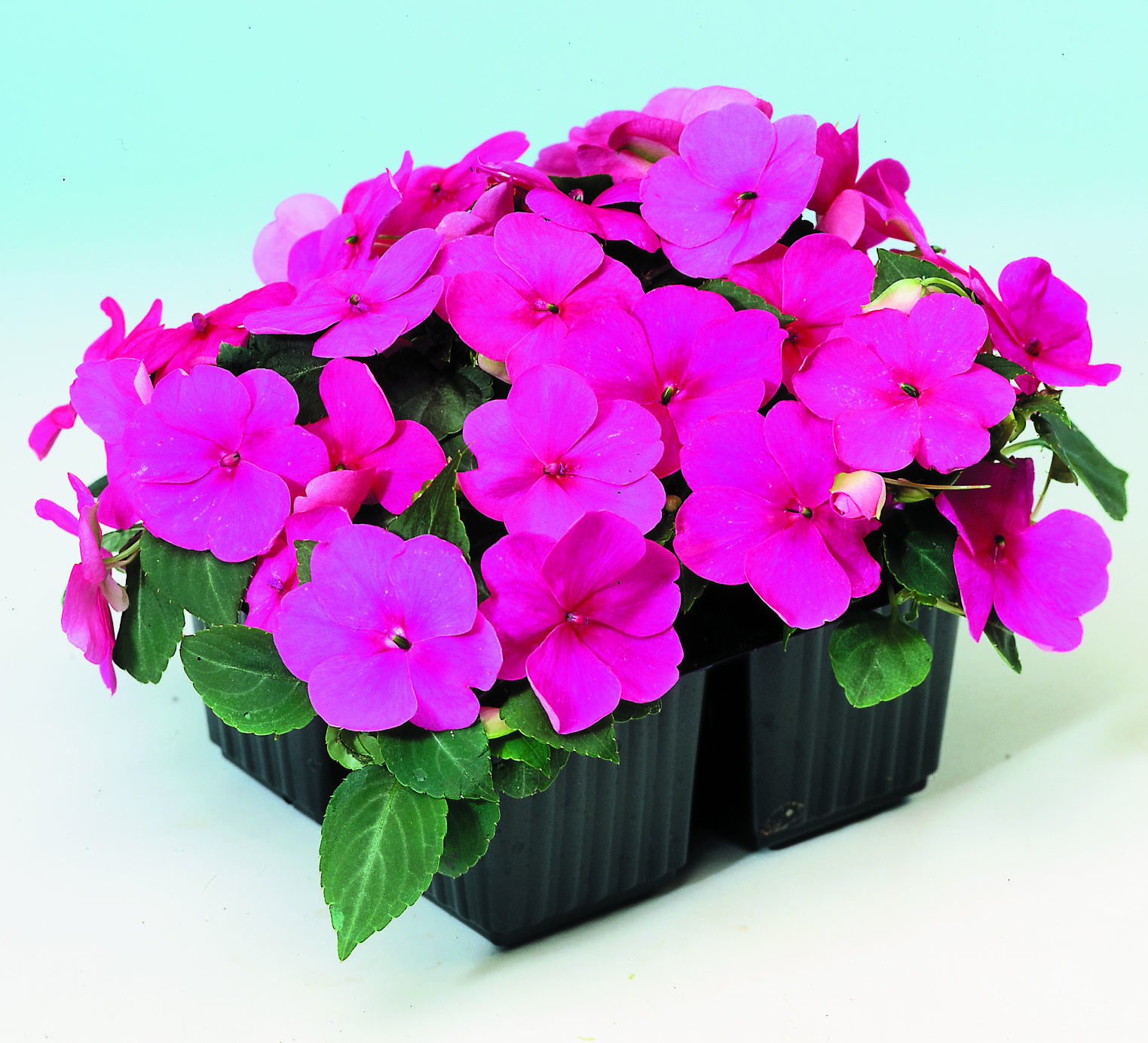 Impatiens walleriana F1 Balance Rose, dunkelrosa