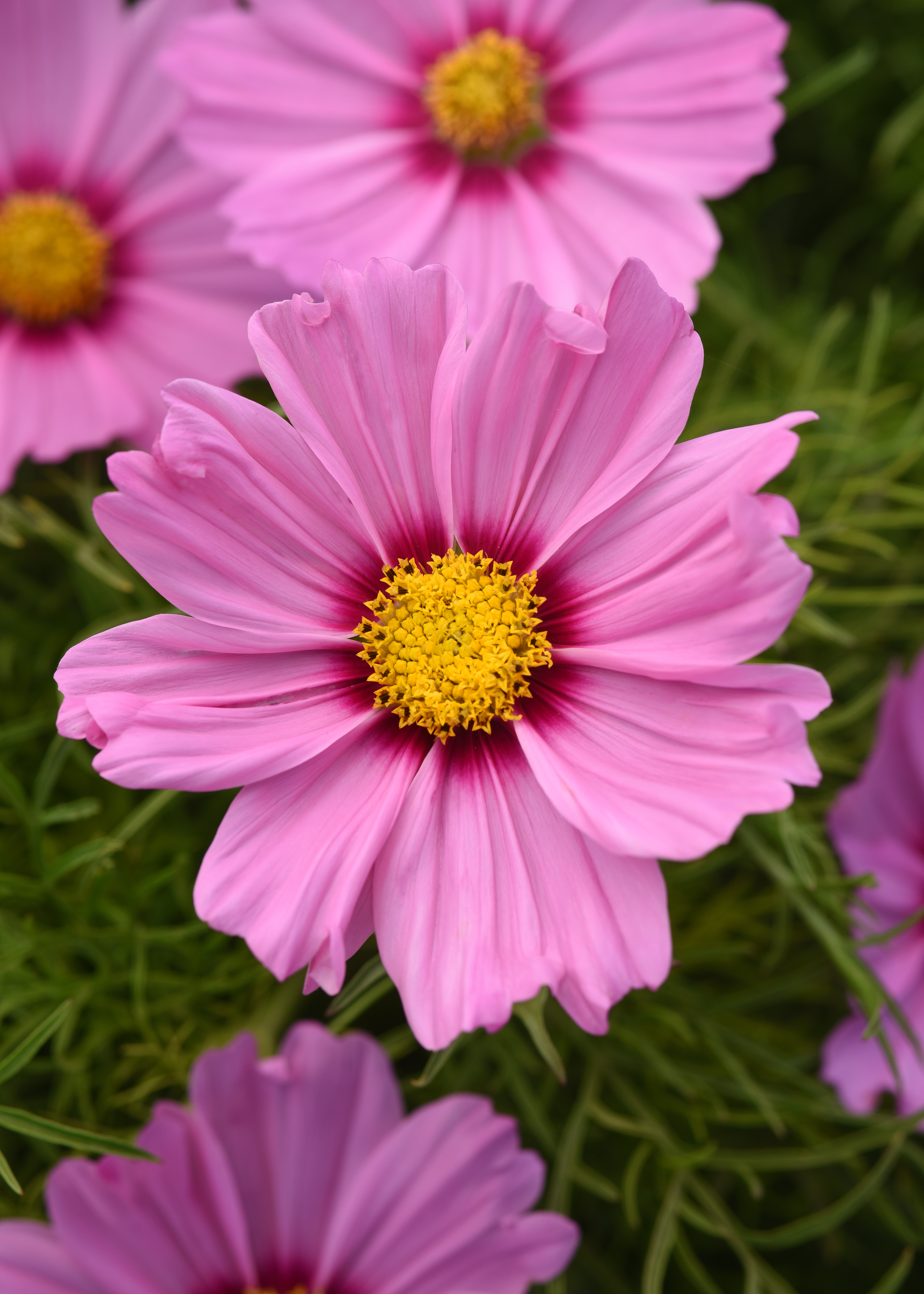 Cosmos bipinnatus Sonata Pink Blush