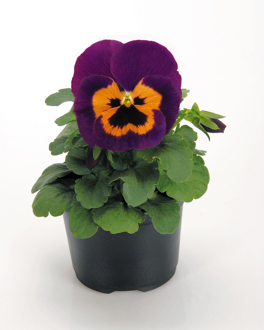 Viola wittrockiana F1 Inspire Plus Violett-Orange