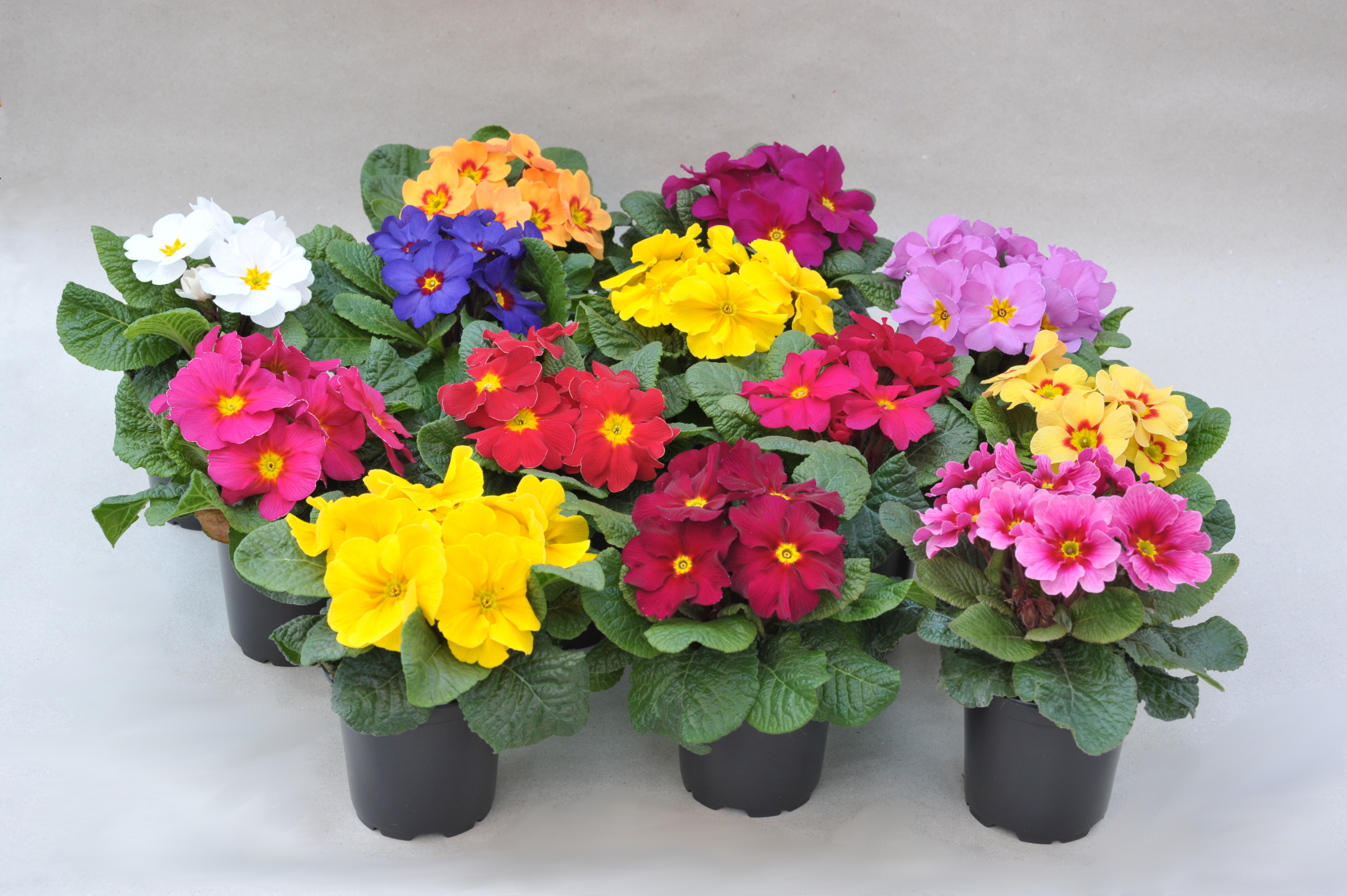 Primula vulgaris Delia Mix