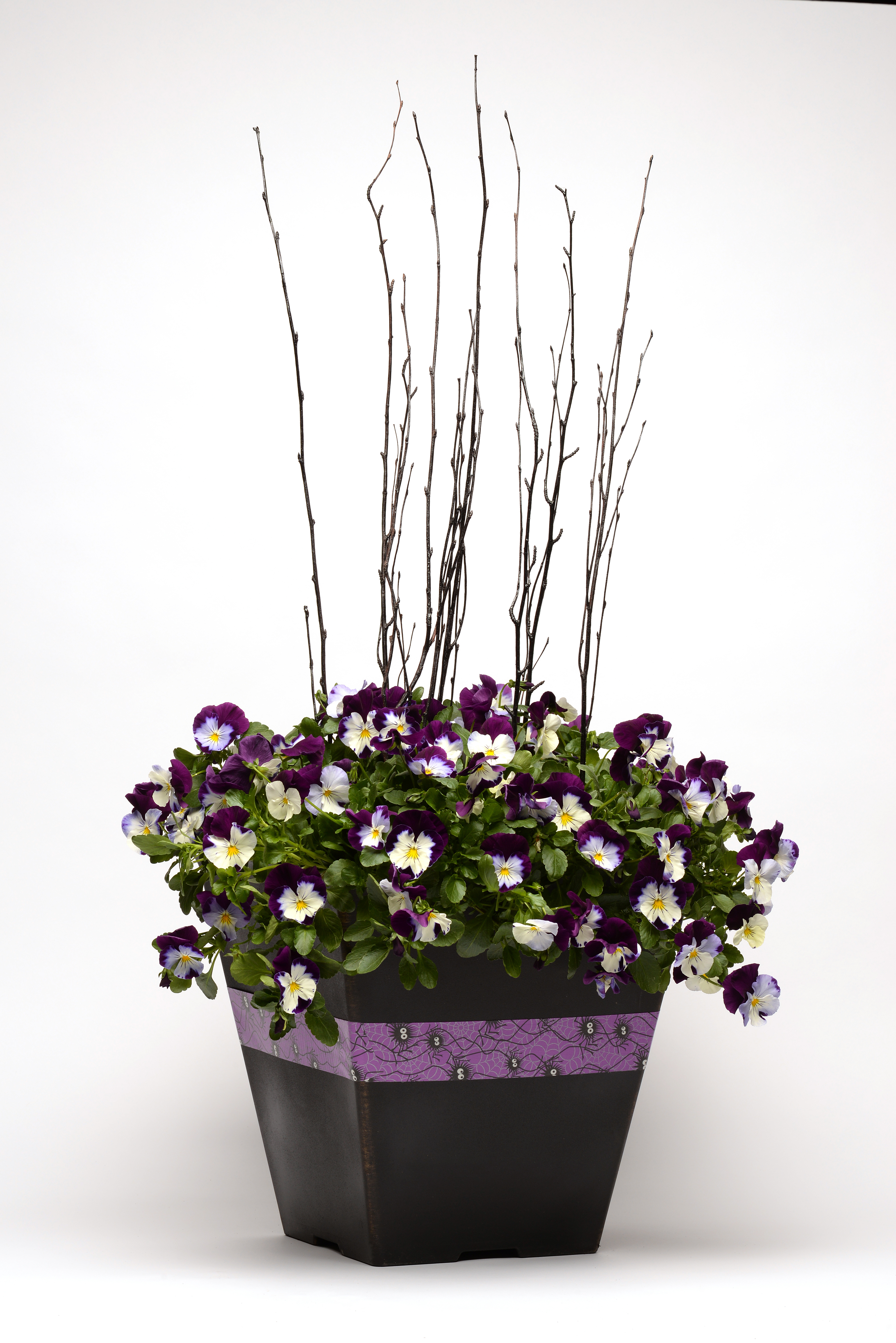 Viola wittrockiana  F1 Cool Wave Violet Wing