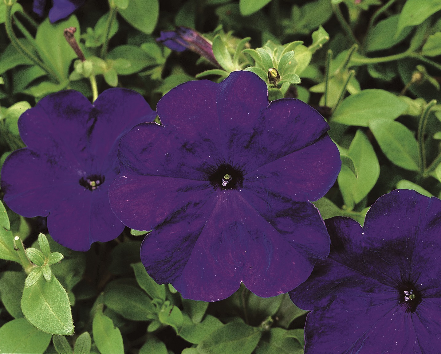 Petunia multiflora F1 Hurrah Blau, pilliert