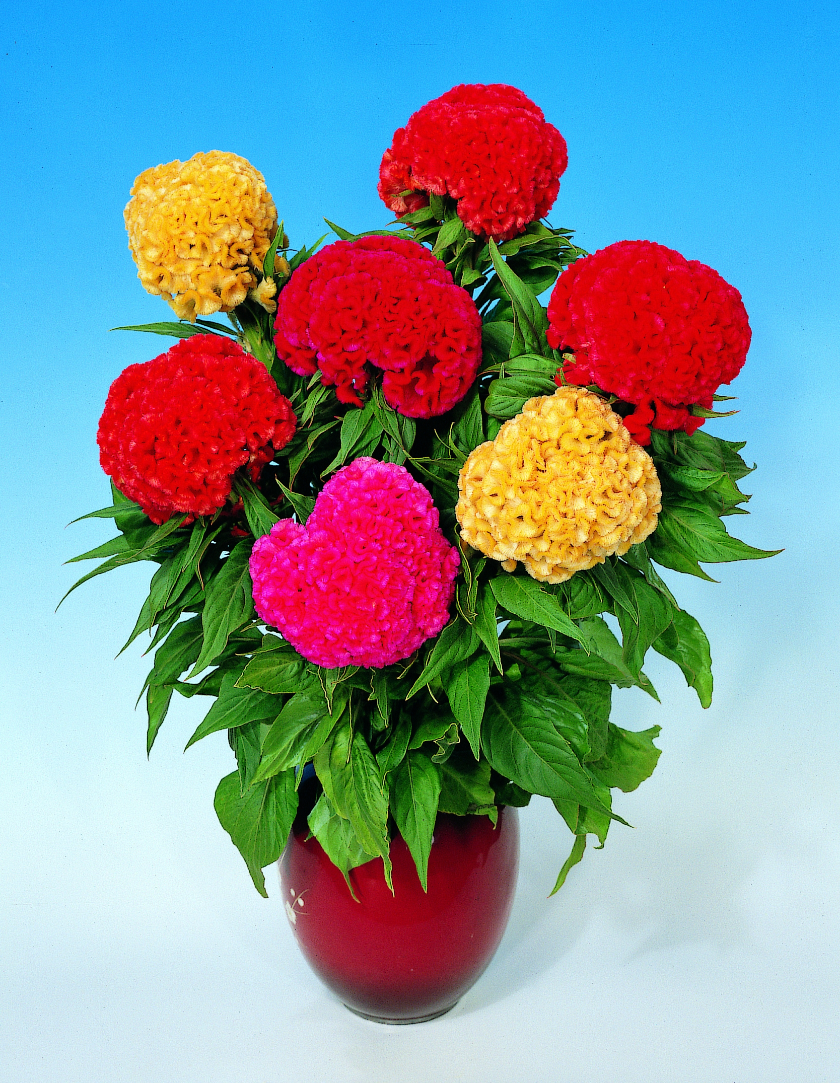 Celosia cristata Chief Mischung