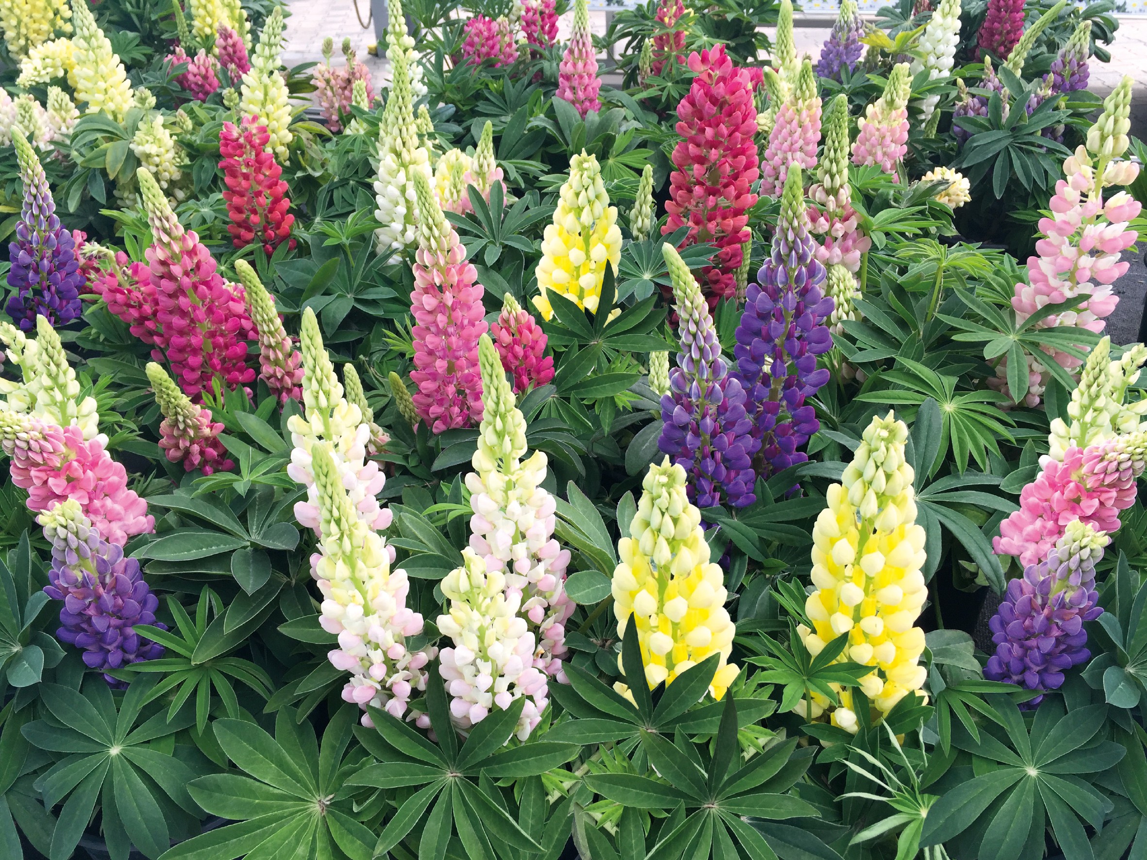 Lupinus polyphyllus Lupini Mischung