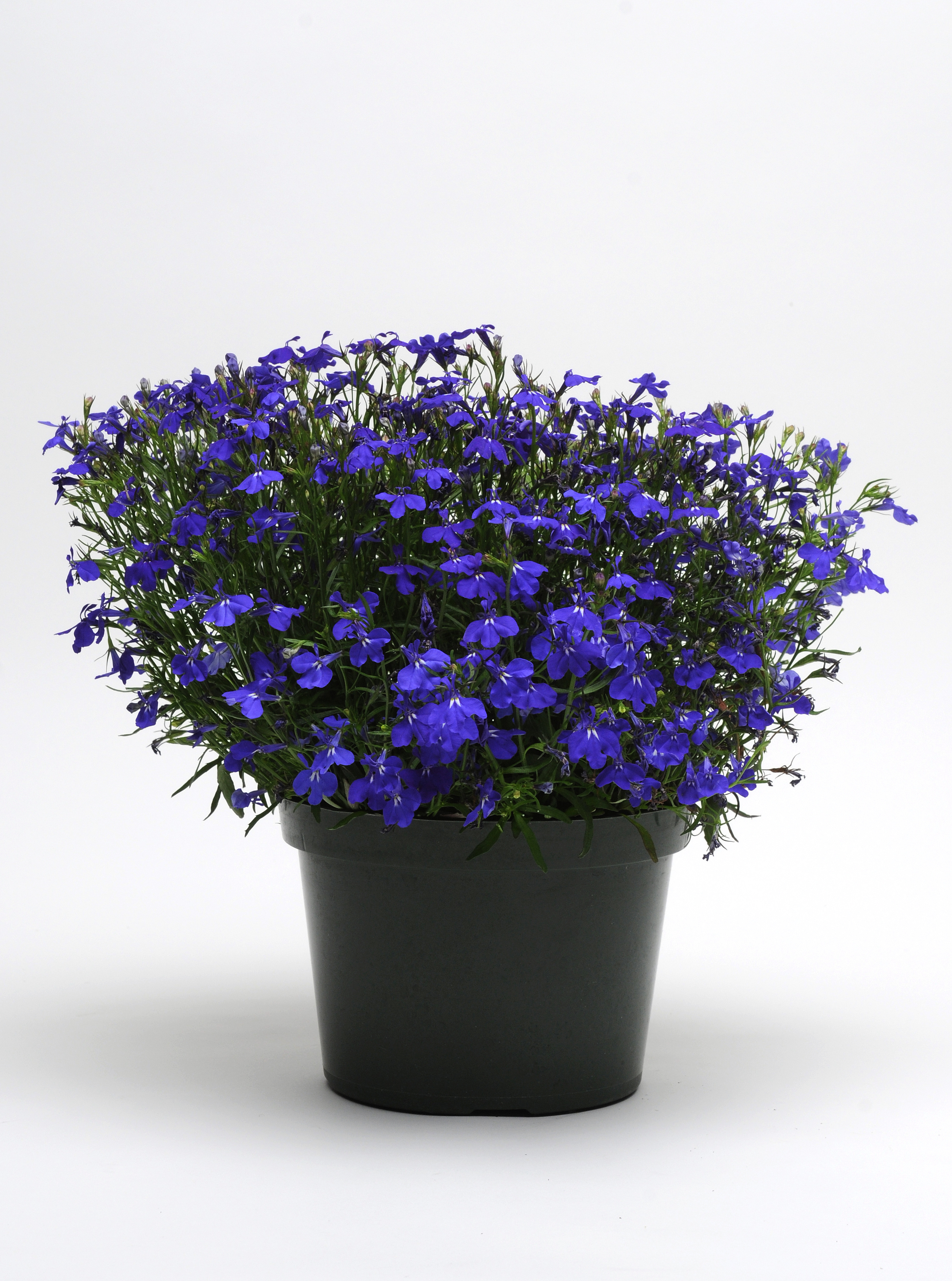 Lobelia erinus Riviera Midnight Blue, pilliert