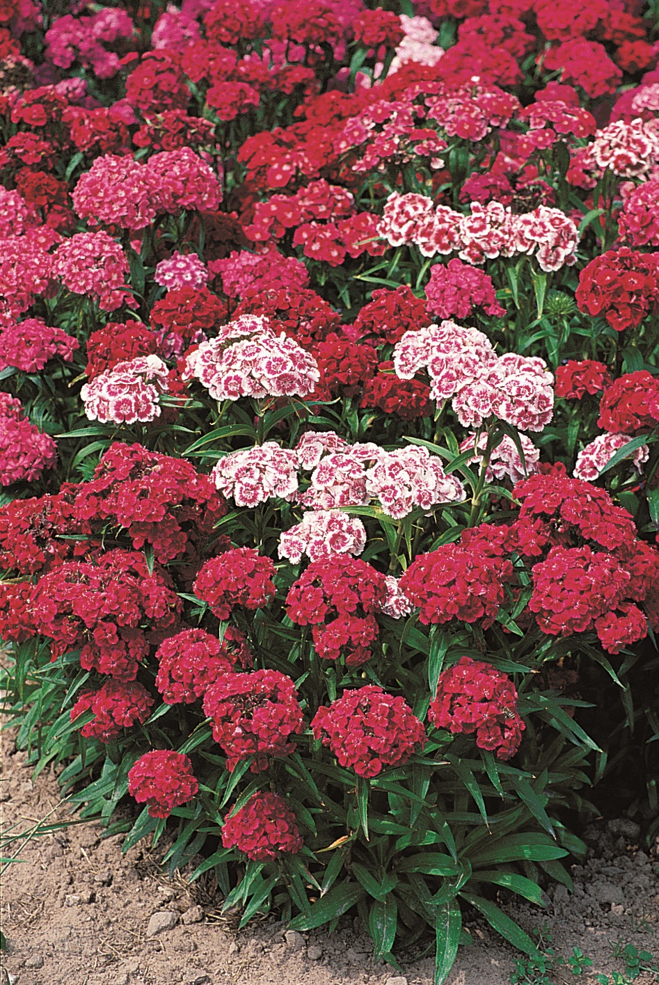 Dianthus barbatus Vorläufer Prachtmischung