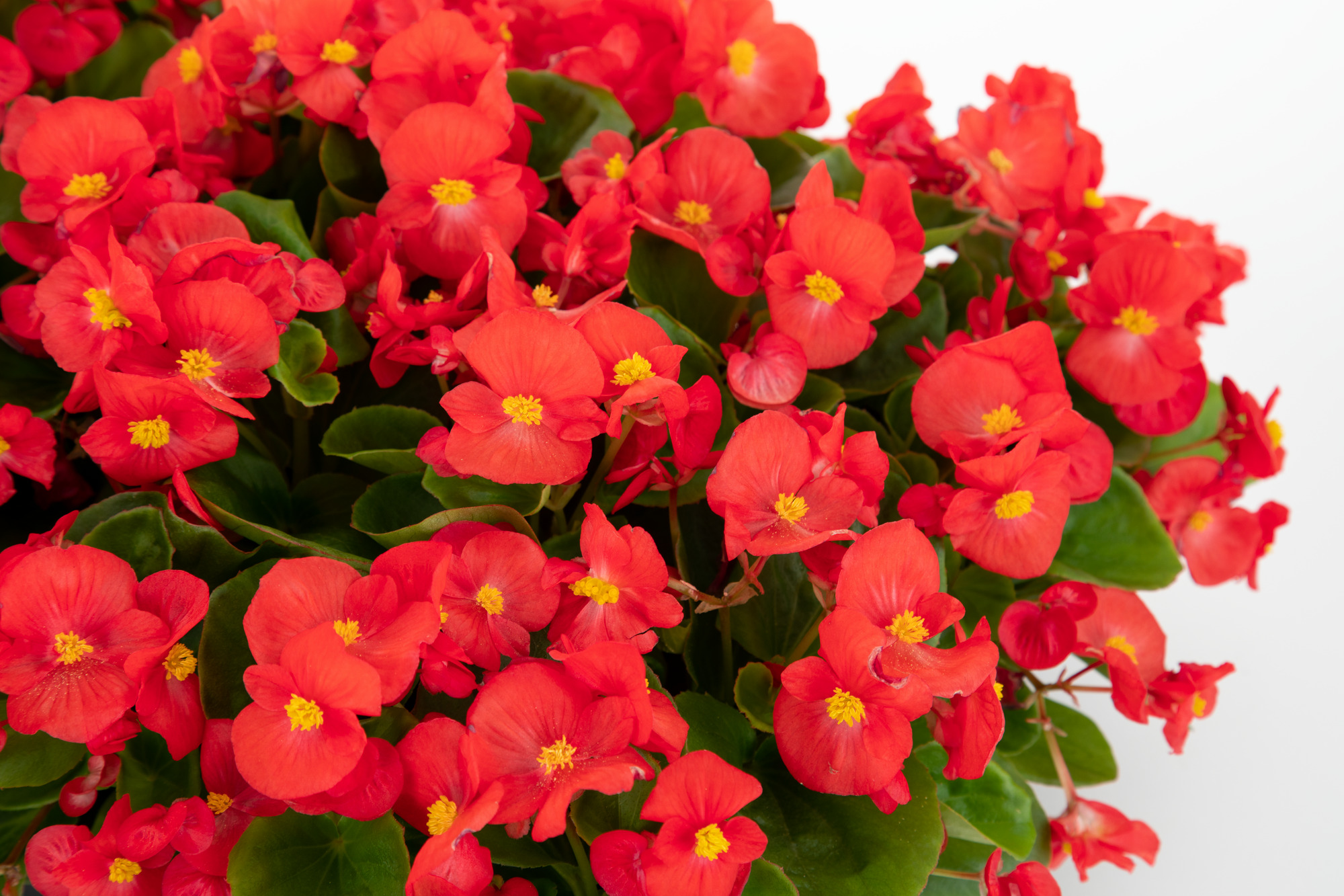 Begonia semperflorens F1 Super Cool Rot, pilliert