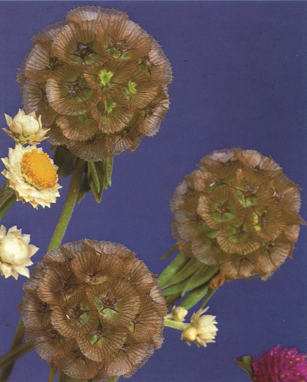 Scabiosa stellata Sternkugel | 1 g | S275.1