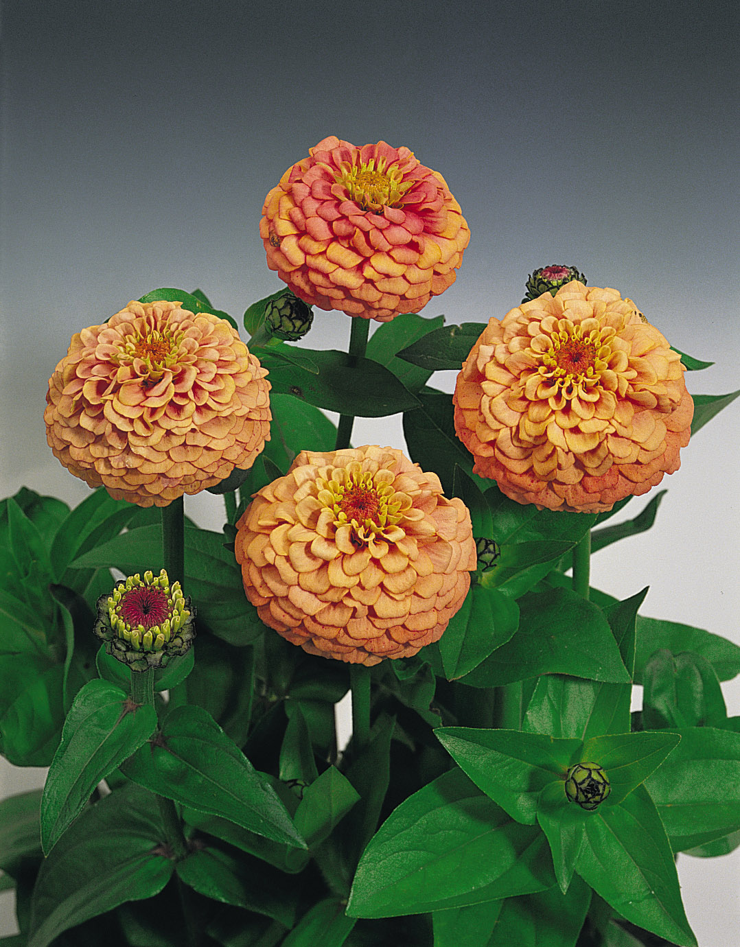 Zinnia elegans Oklahoma Lachs