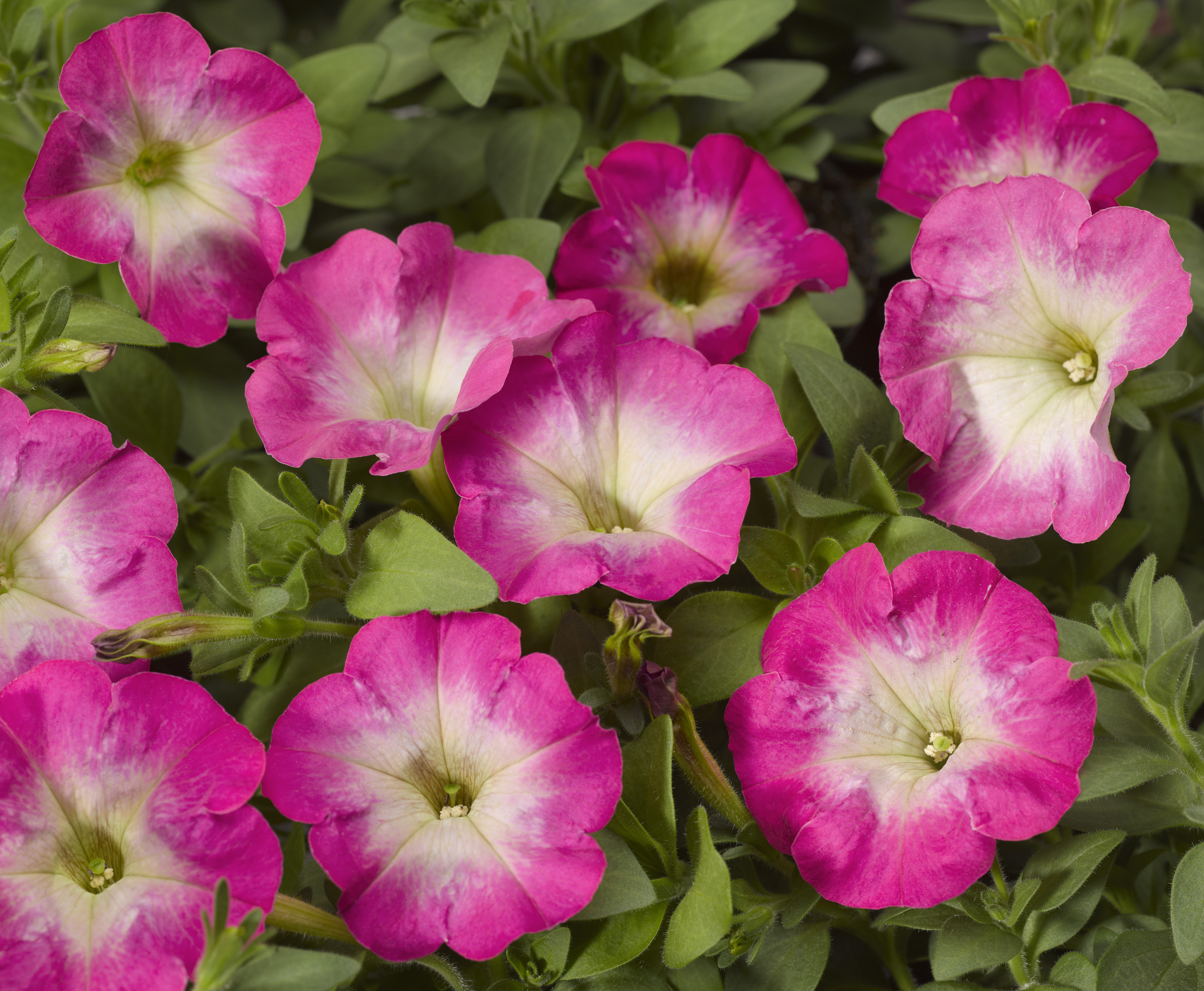 Petunia milliflora F1 Picobella Pink Morn, pilliert